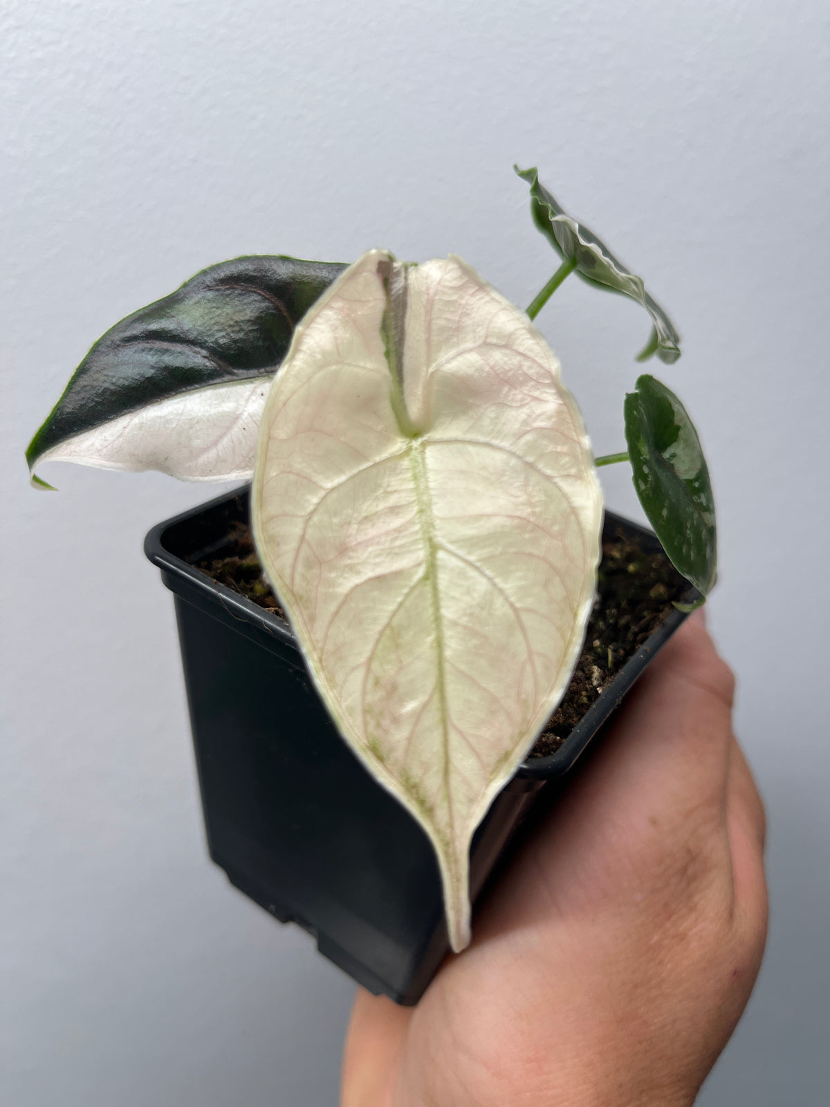 Alocasia Azlanii Pink / Albo Variegated - Rare Aroid #1