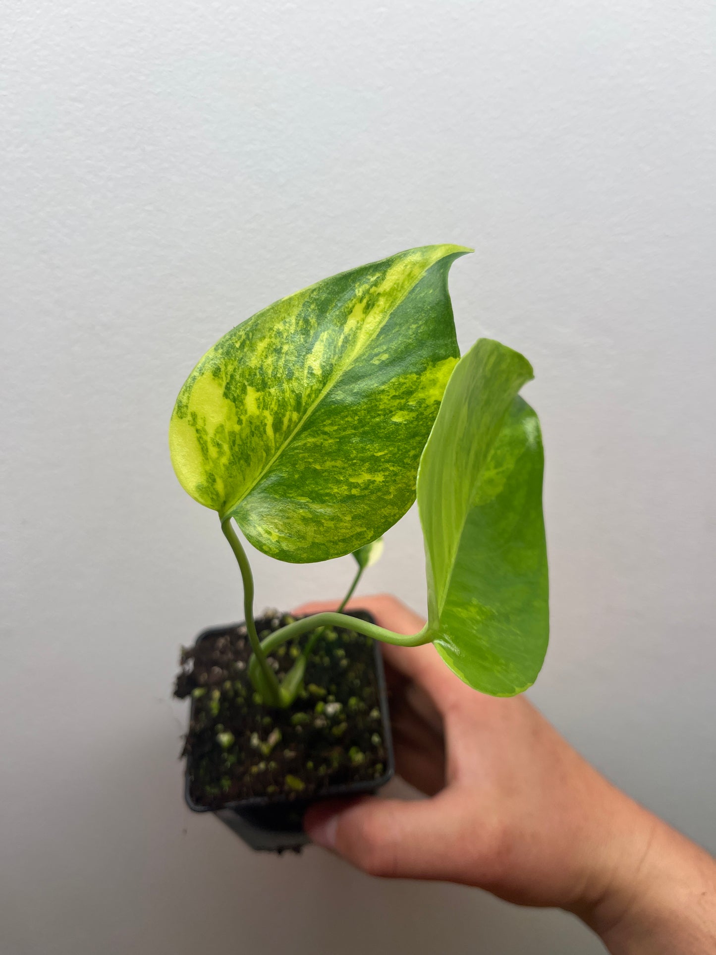 Monstera Deliciosa Yellow Marilyn #1