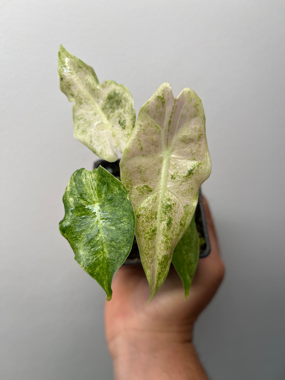 Alocasia Black Satun Stardust Variegated - Rare Aroid