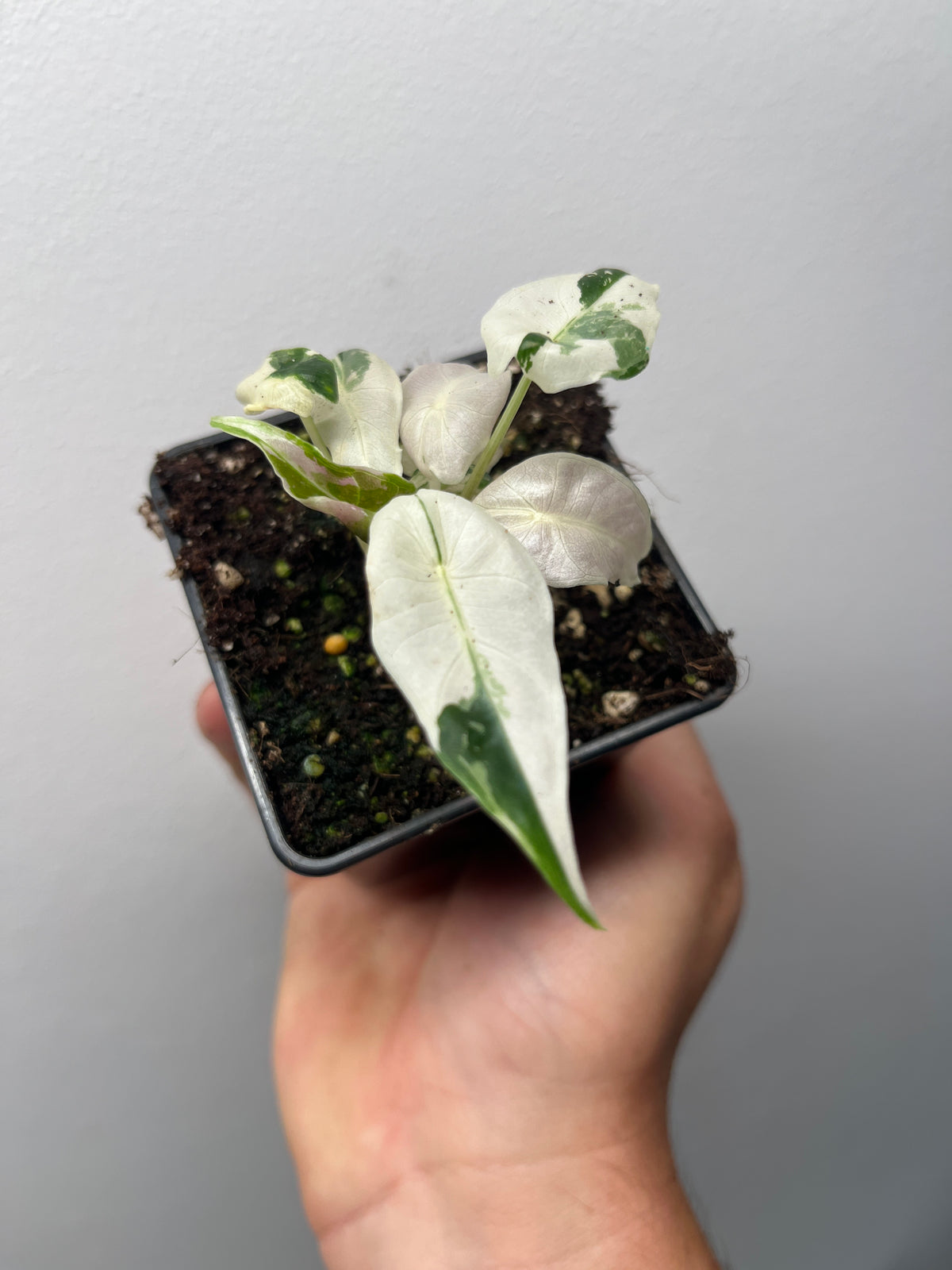 Alocasia Black Satun pink variegated