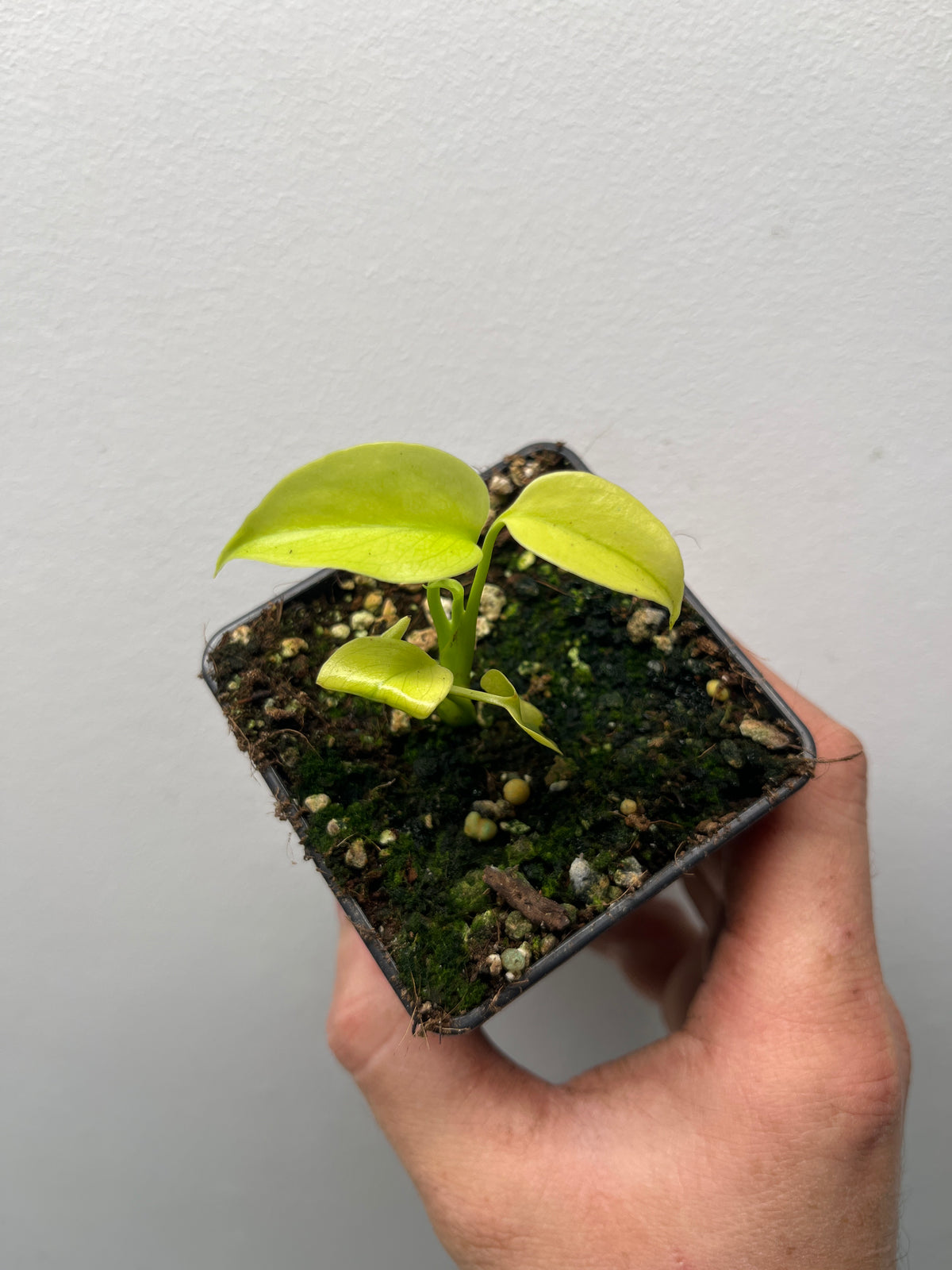 Monstera Deliciosa Melancholy - Rare Variegated Monstera