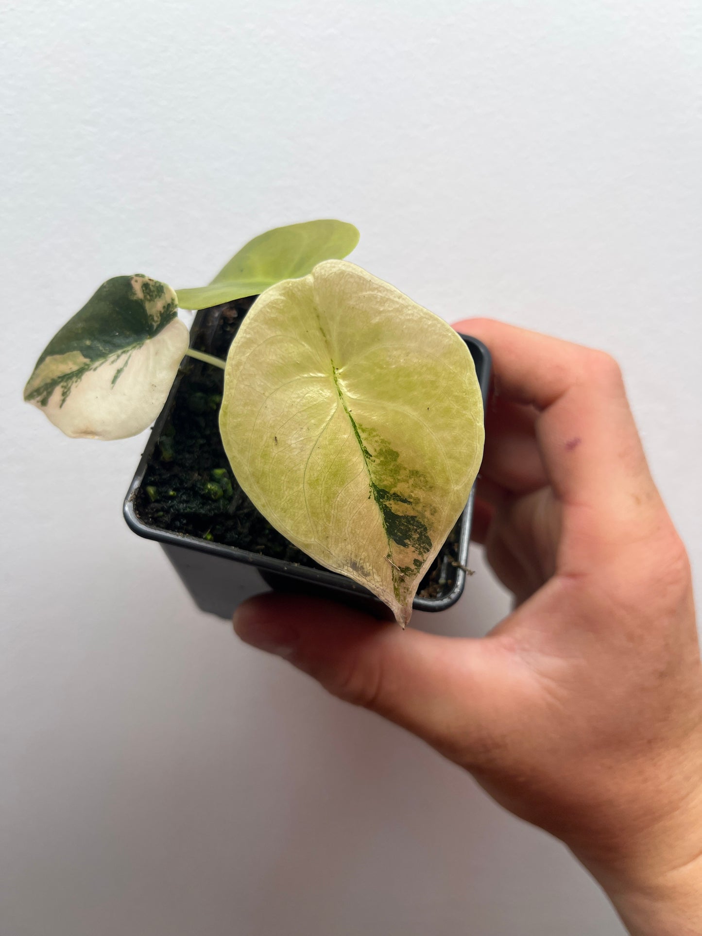 Alocasia Cuprea latte gold aurea variegated #2