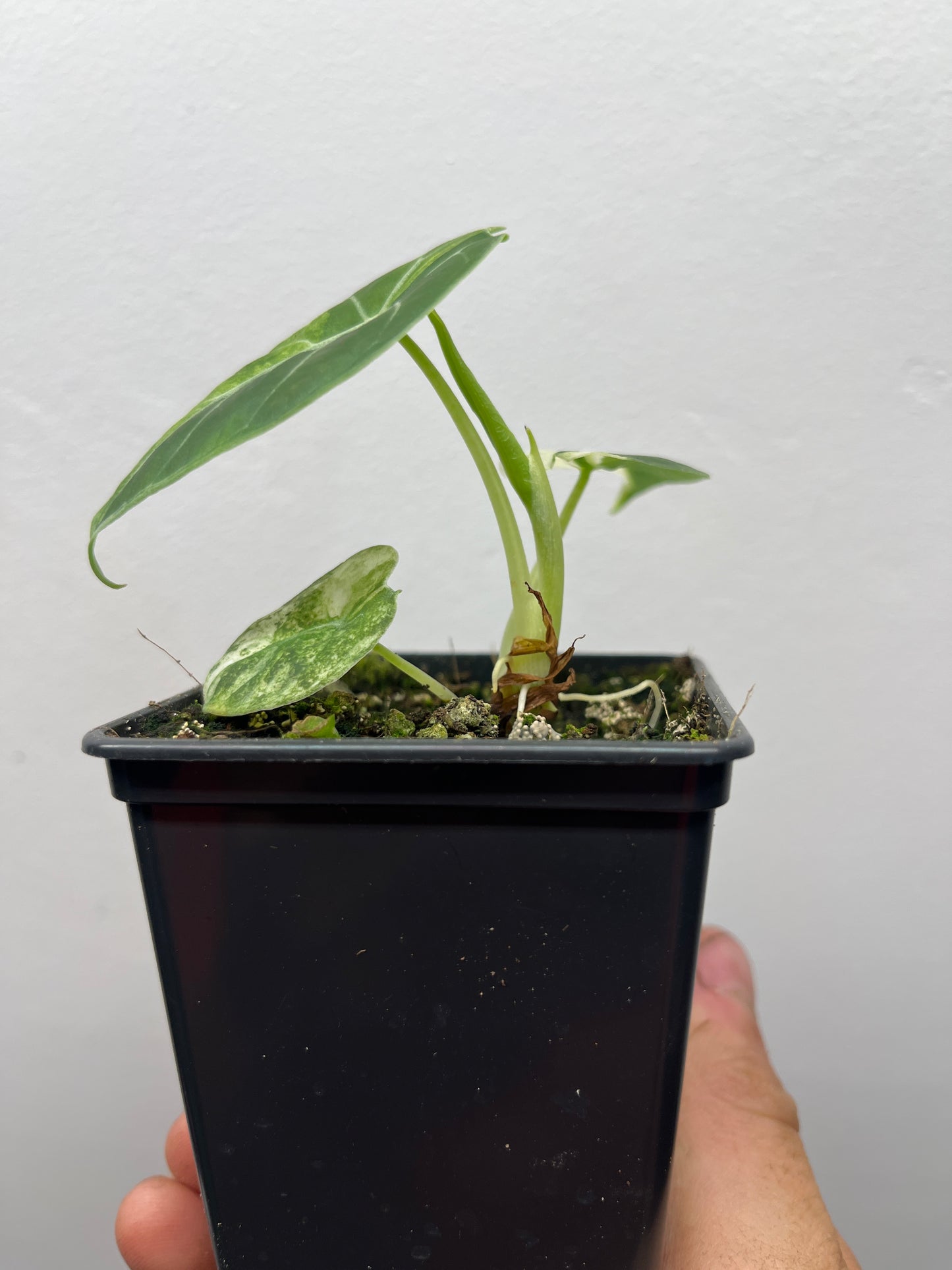 Alocasia Watsoniana albo / pink variegated #2