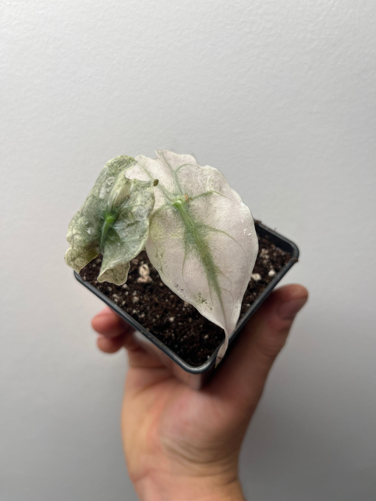 Alocasia Venom Pink/Albo Variegated - Rare Aroid #1