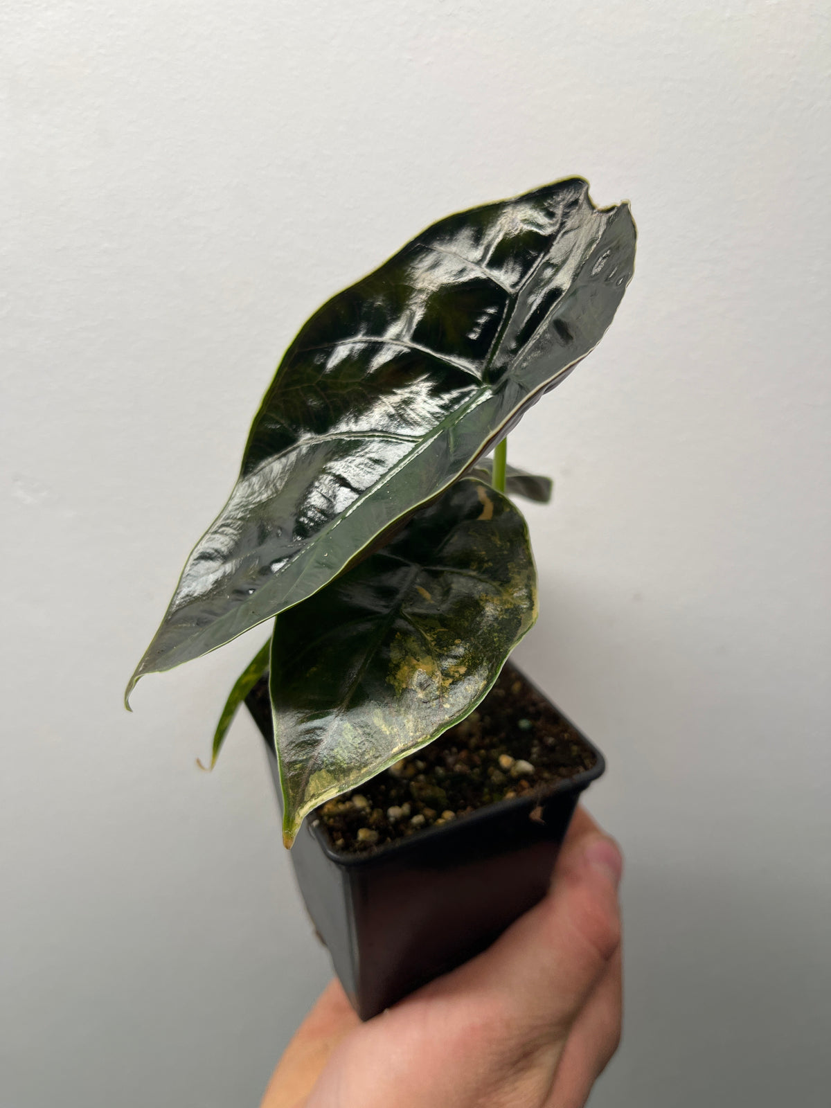 Alocasia Azlanii Aurea Variegated - Rare Aroid #3