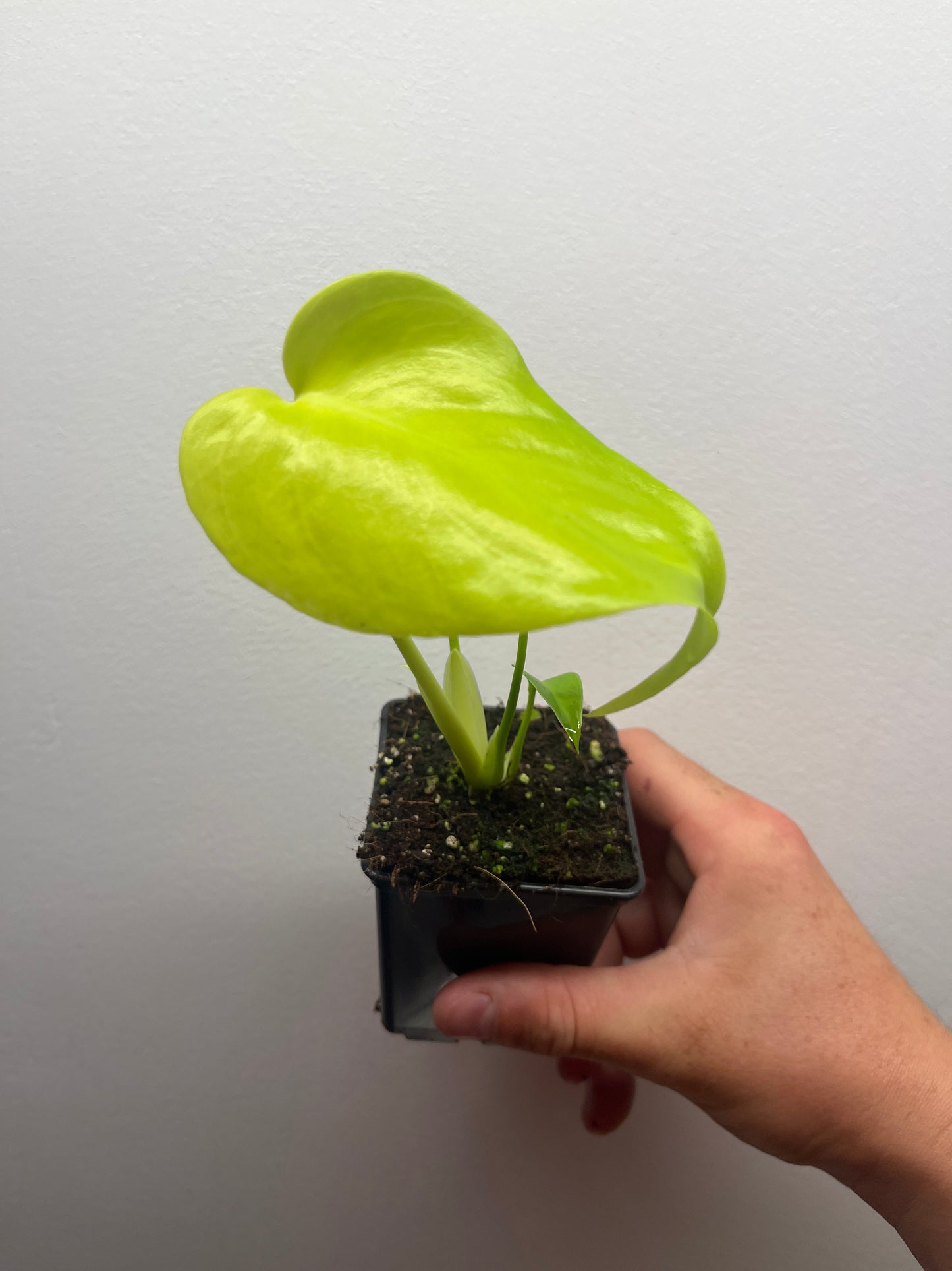 Monstera Deliciosa Lemon Lime Full Cheese Variegated #1