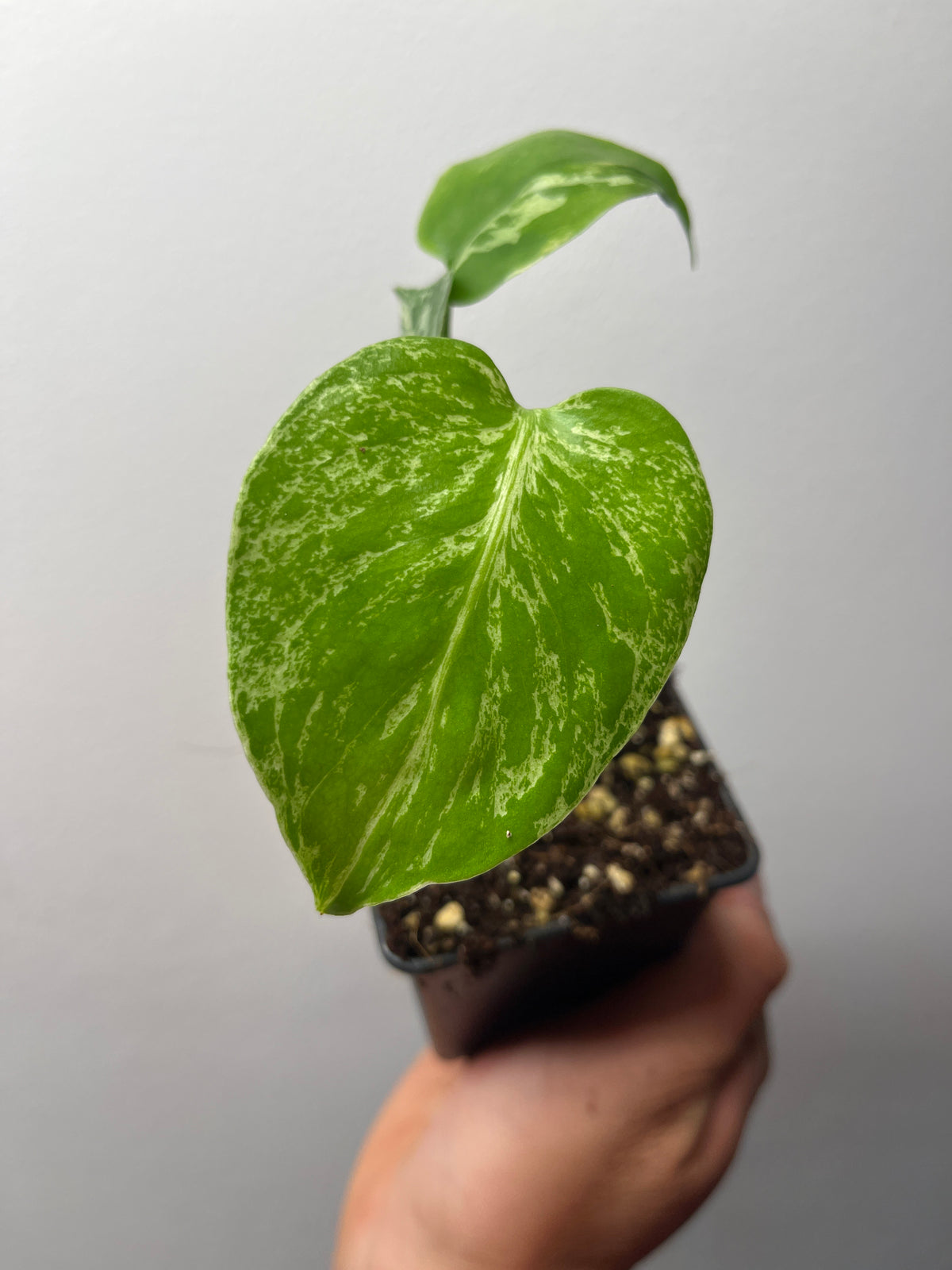 Monstera Deliciosa Bulbasaur - Rare Variegated Monstera