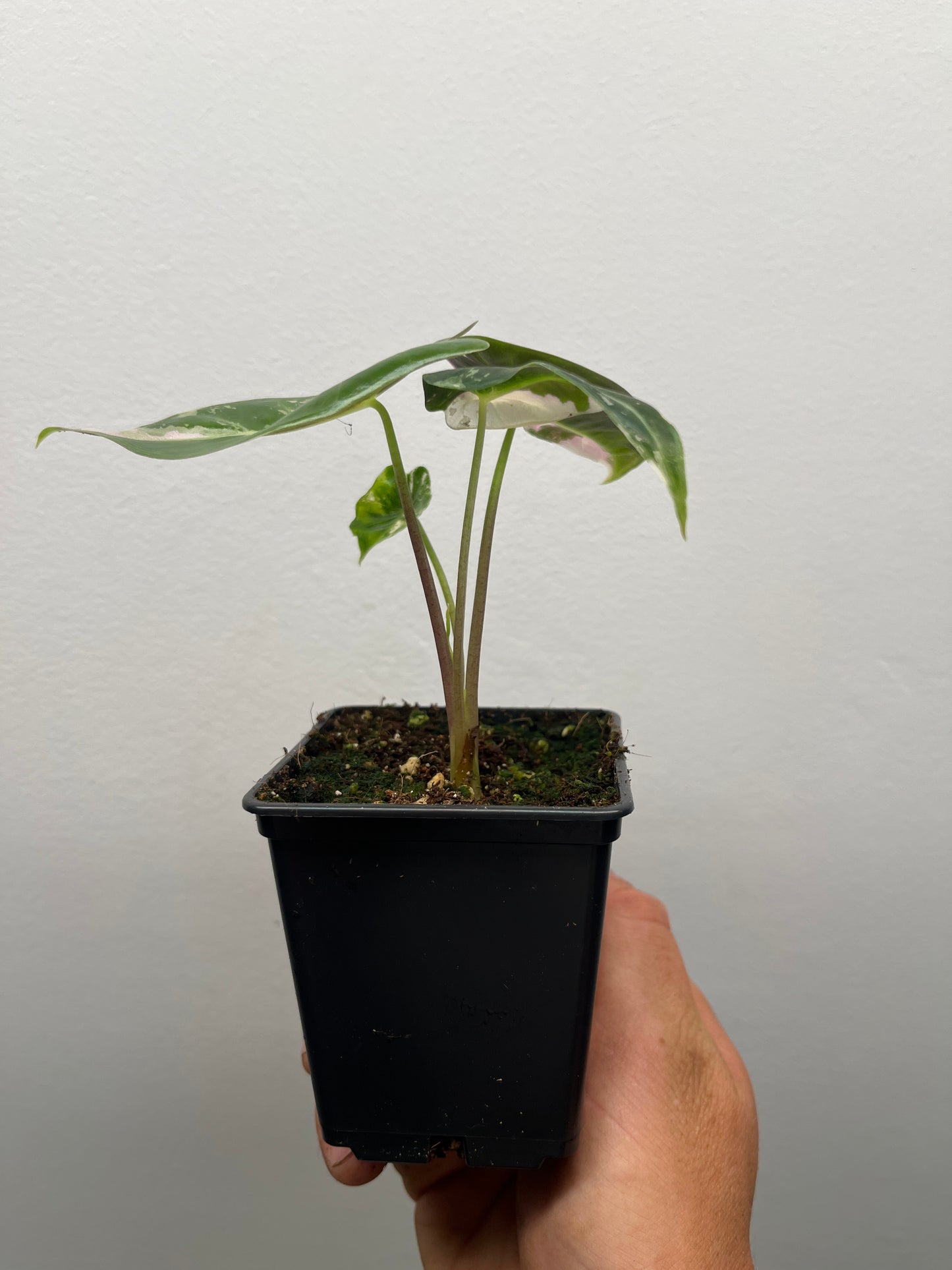 Alocasia Black Satun pink variegated #2 🦄