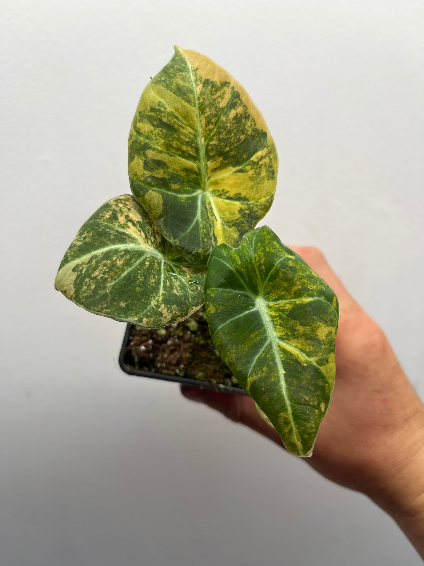 Alocasia Black velvet aurea variegated