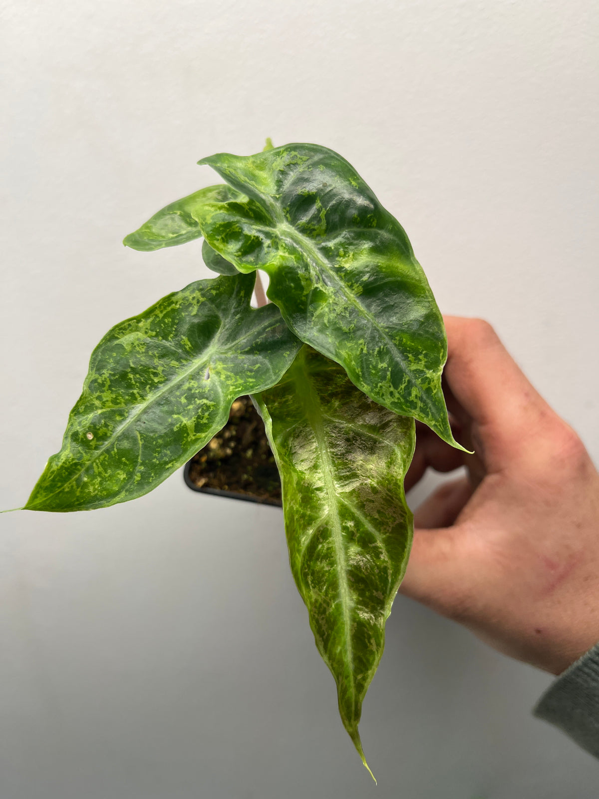 Alocasia Pink Dragon Albo Mutation Variegated - Rare Mutation Plant