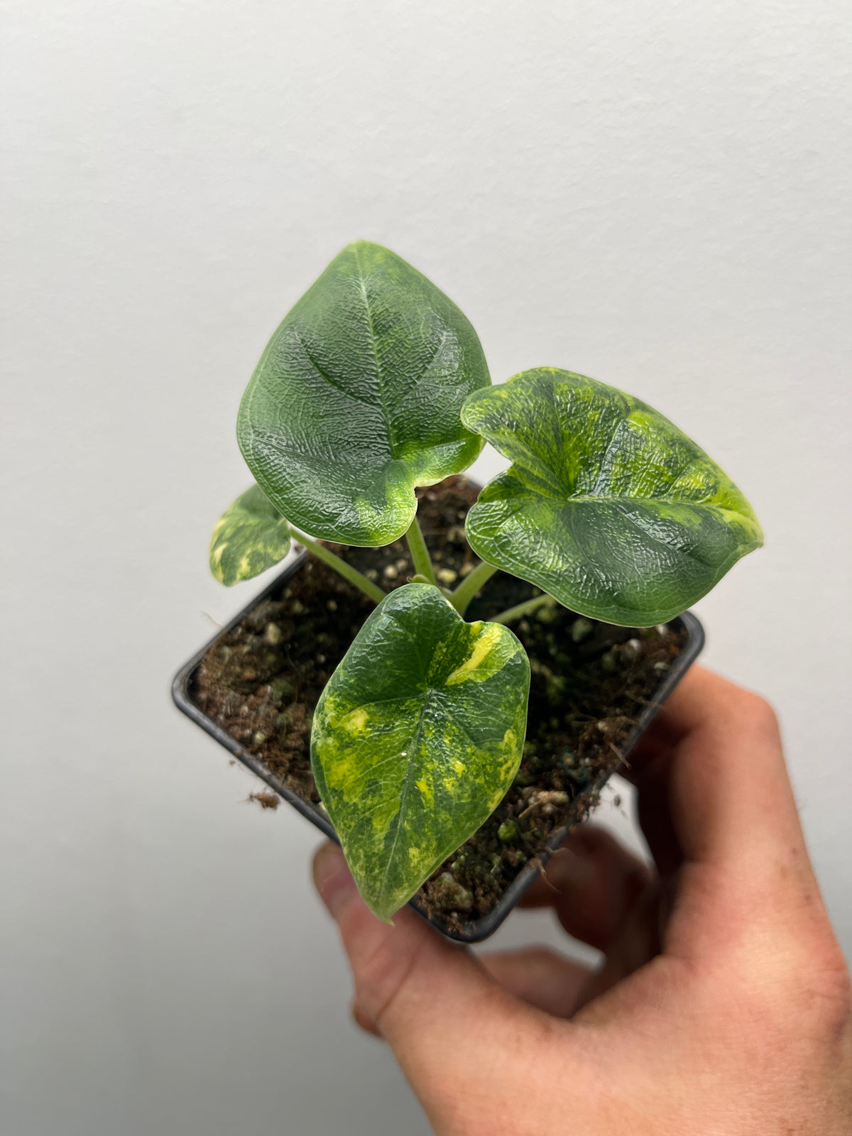 Alocasia Melo Gold Variegated - Rare Variegated Aroid