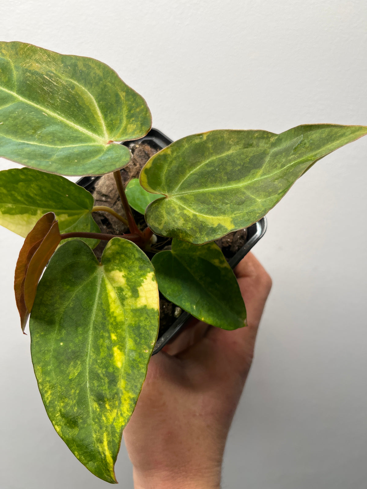 Anthurium Fwooper x Carlablackiae Variegated - Rare Hybrid Plant #1