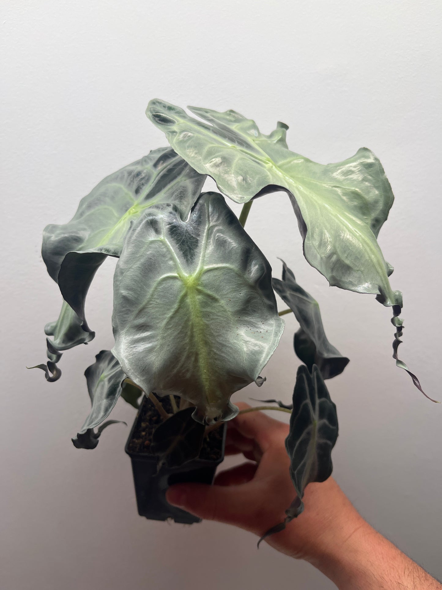 Alocasia Venom