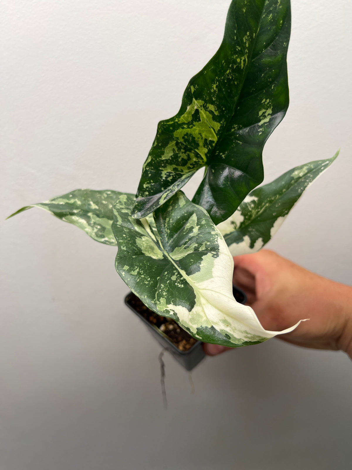 Alocasia Simpo Albo Variegated - Rare Variegated Houseplant