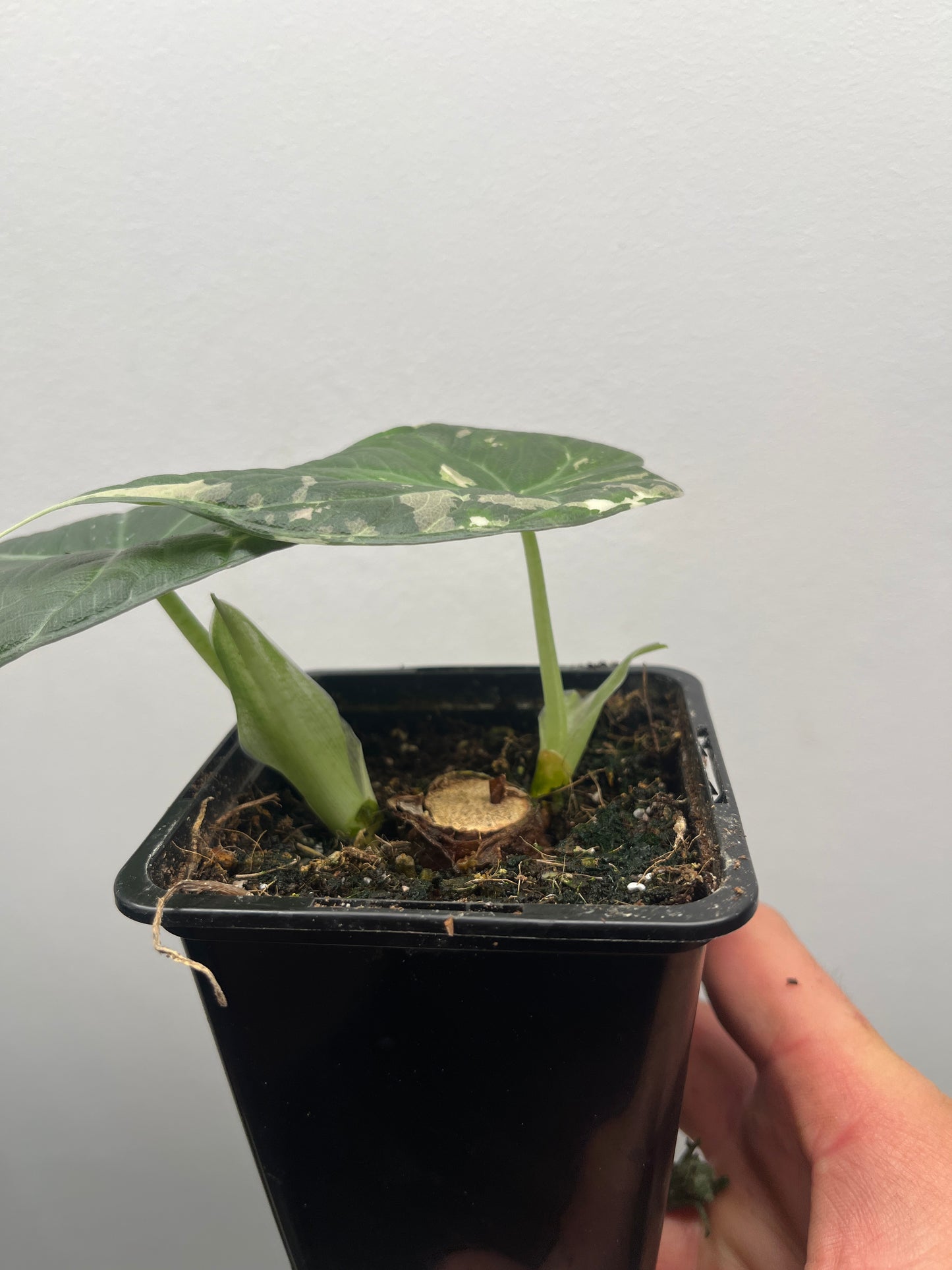 Alocasia Maharani albo variegated #1