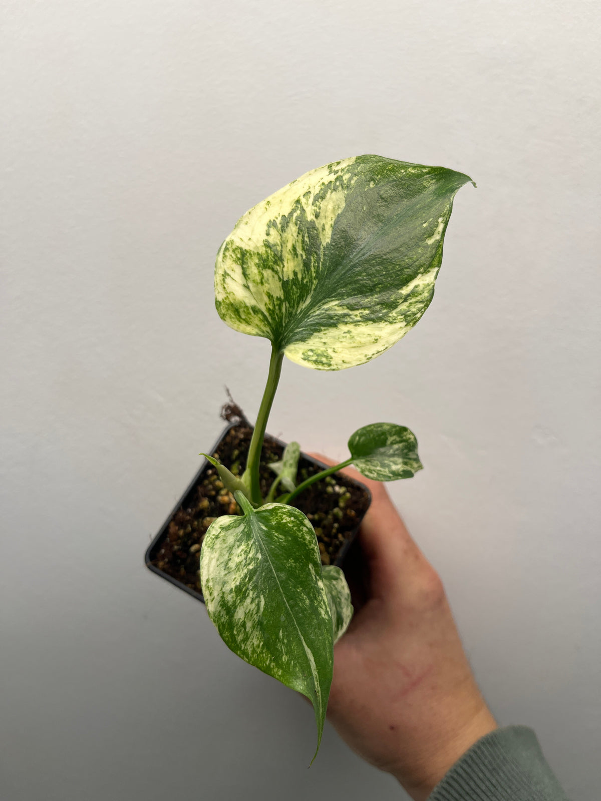 Monstera Deliciosa White Monster - Rare Variegated Monstera