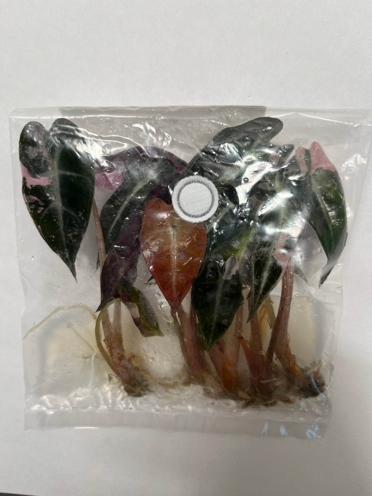 Alocasia Bambino Arrow Albo/Pink Variegated 5 Pack - TC Plant
