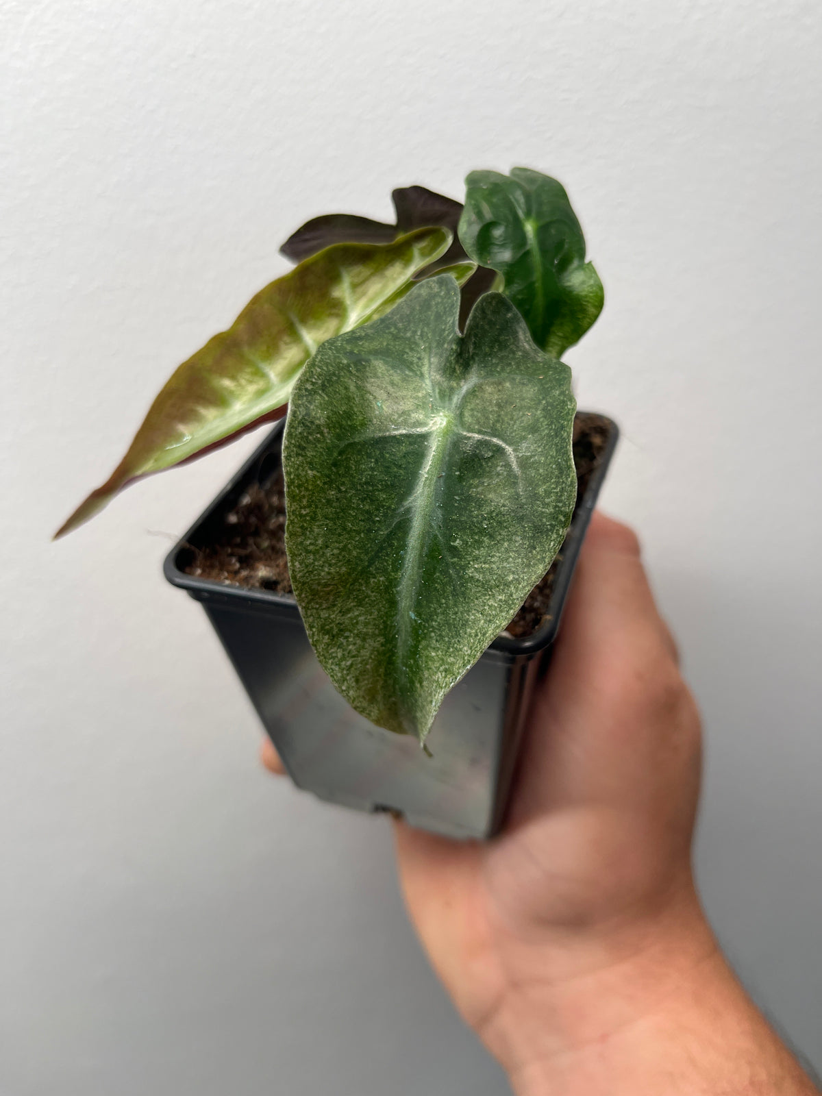 Alocasia Venom Pink/Albo Variegated - Rare Aroid #3