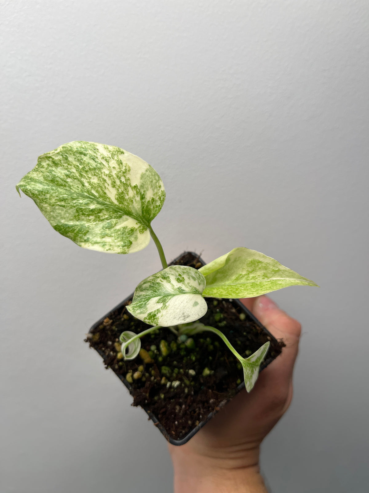 Monstera Deliciosa Legacy - Rare Variegated Monstera