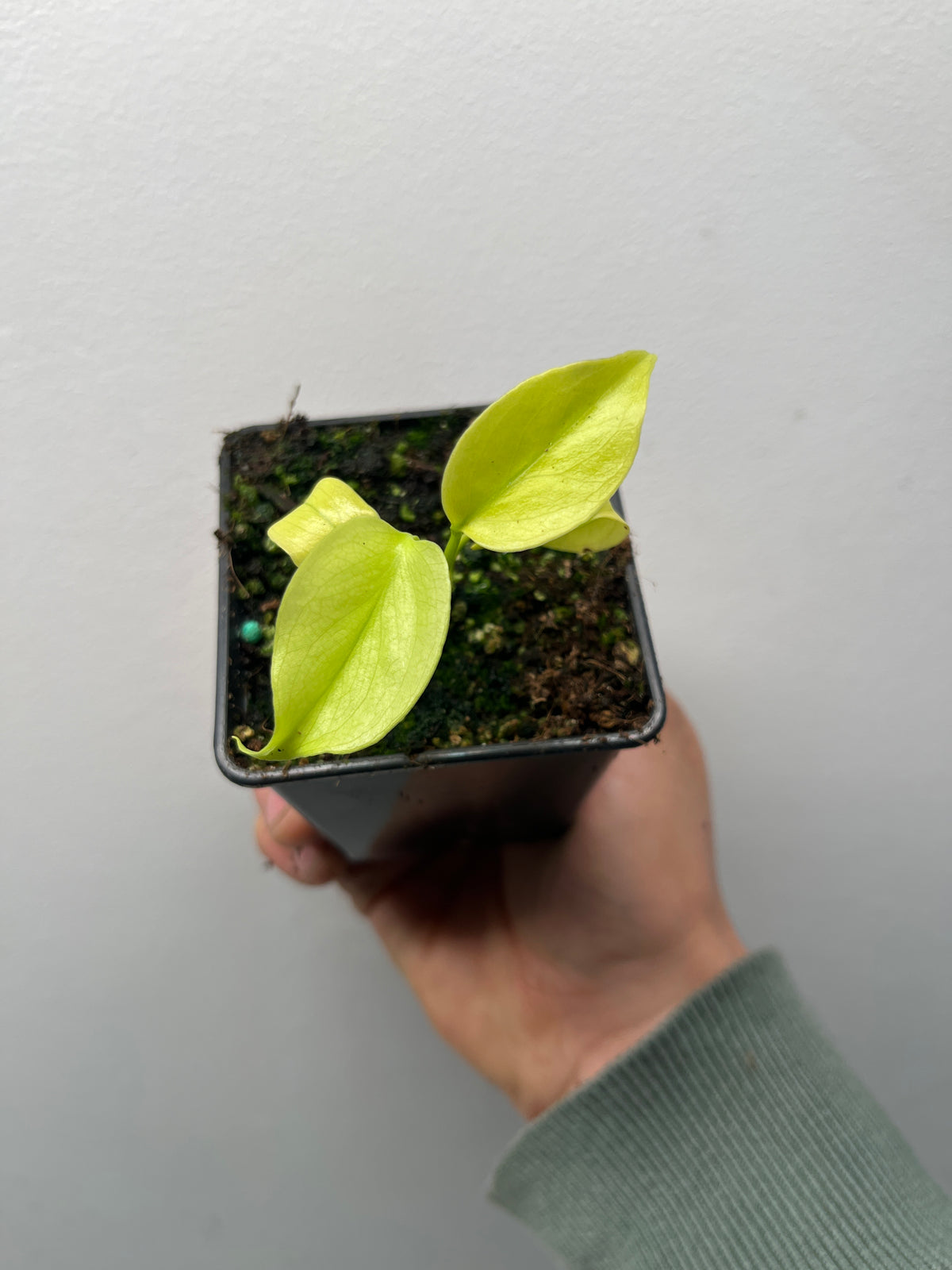 Monstera Deliciosa Melancholy - Rare Variegated Monstera