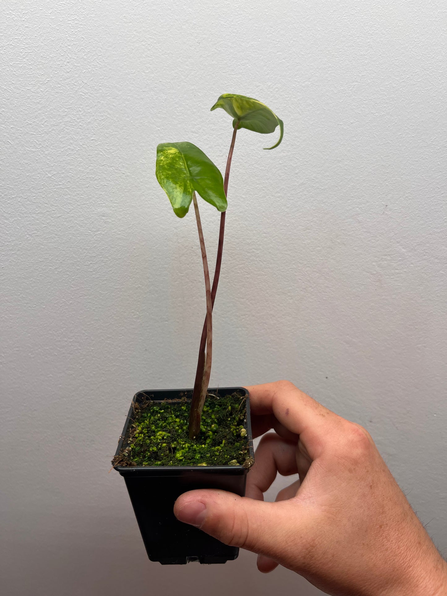 Alocasia Zebrina Black stem aurea variegated