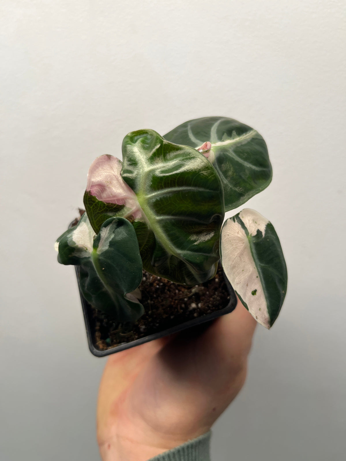 Alocasia Heart Balloon Pink Variegated - Rare Aroid