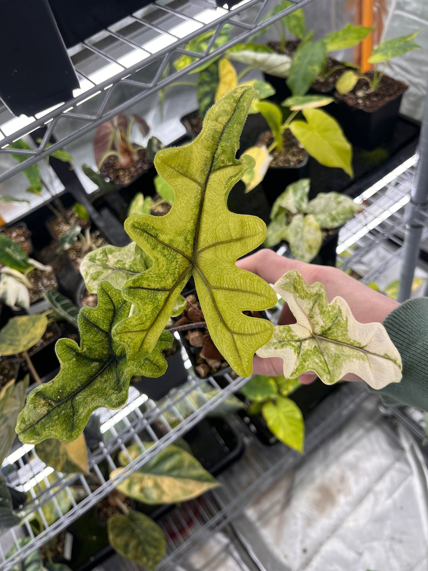 Alocasia Tandurusa aurea variegated #2