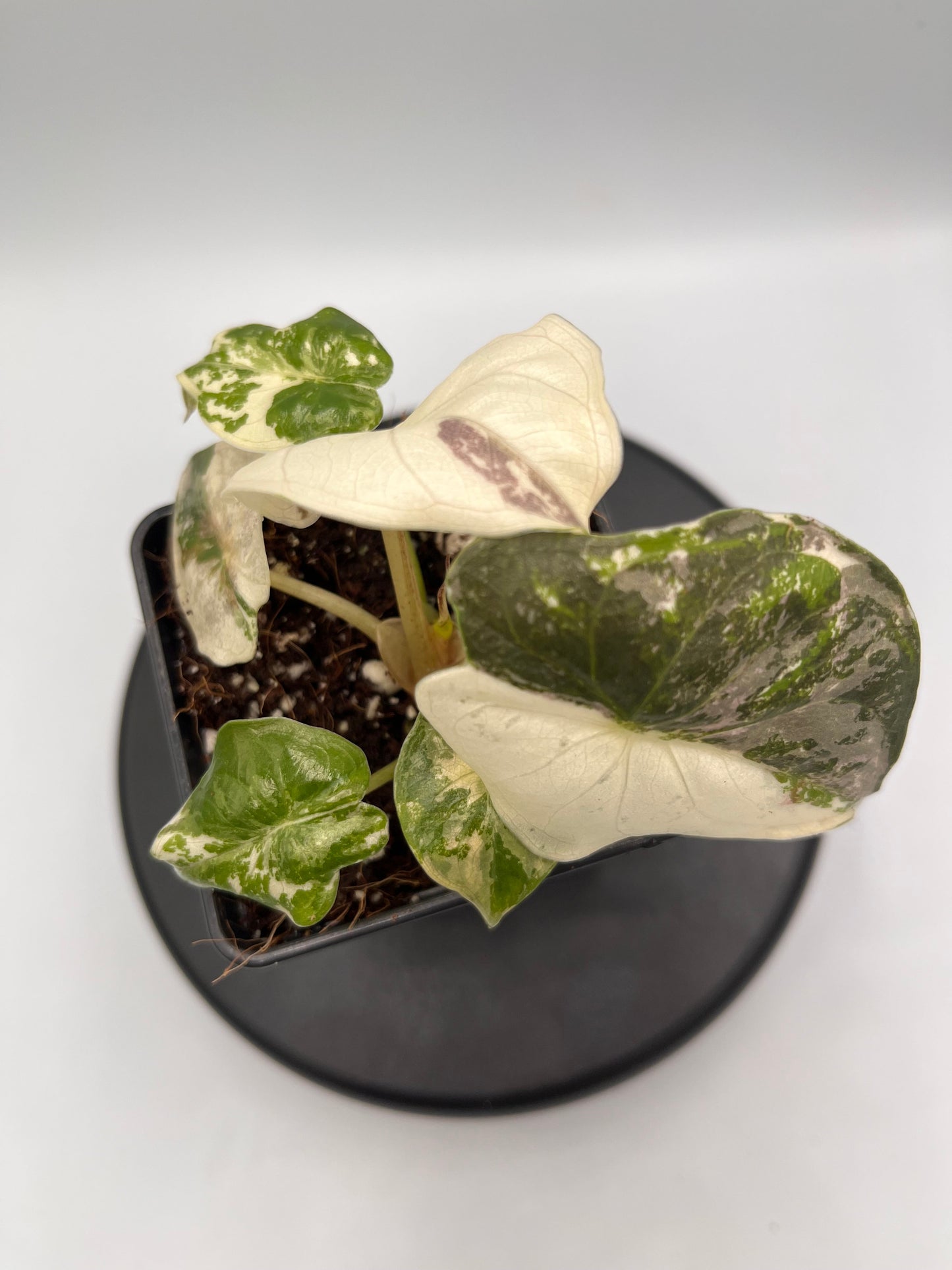 Alocasia Wentii albo / pink variegated