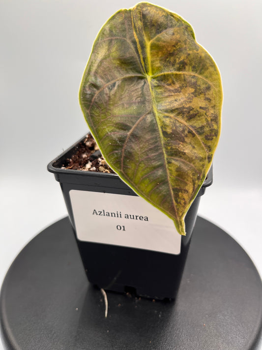 Alocasia Azlanii aurea variegated