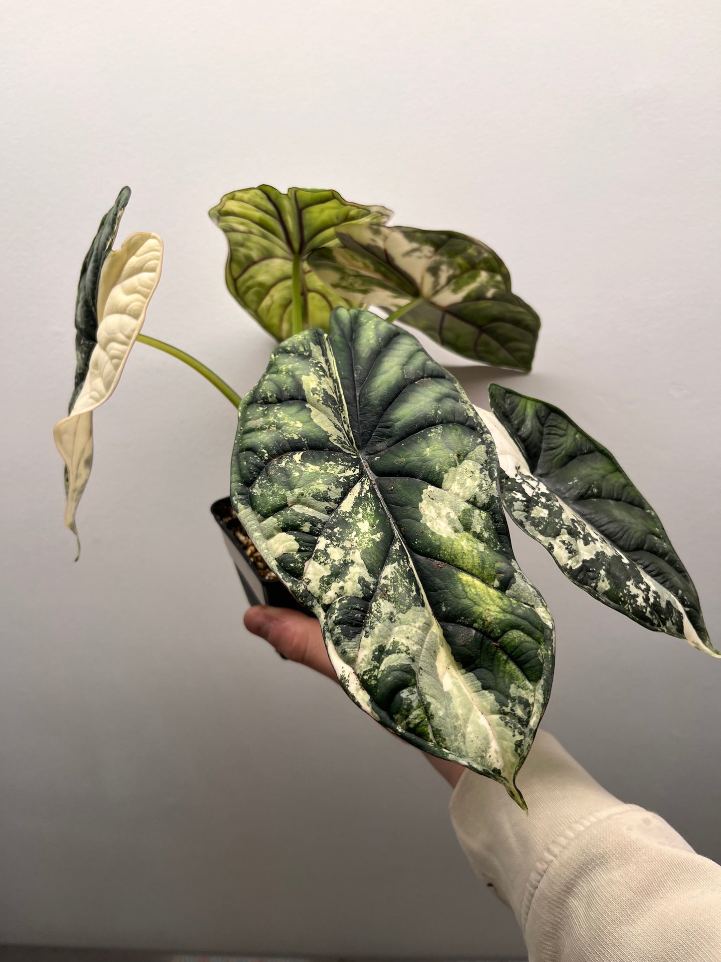 Alocasia Dragon scale albo variegated #1