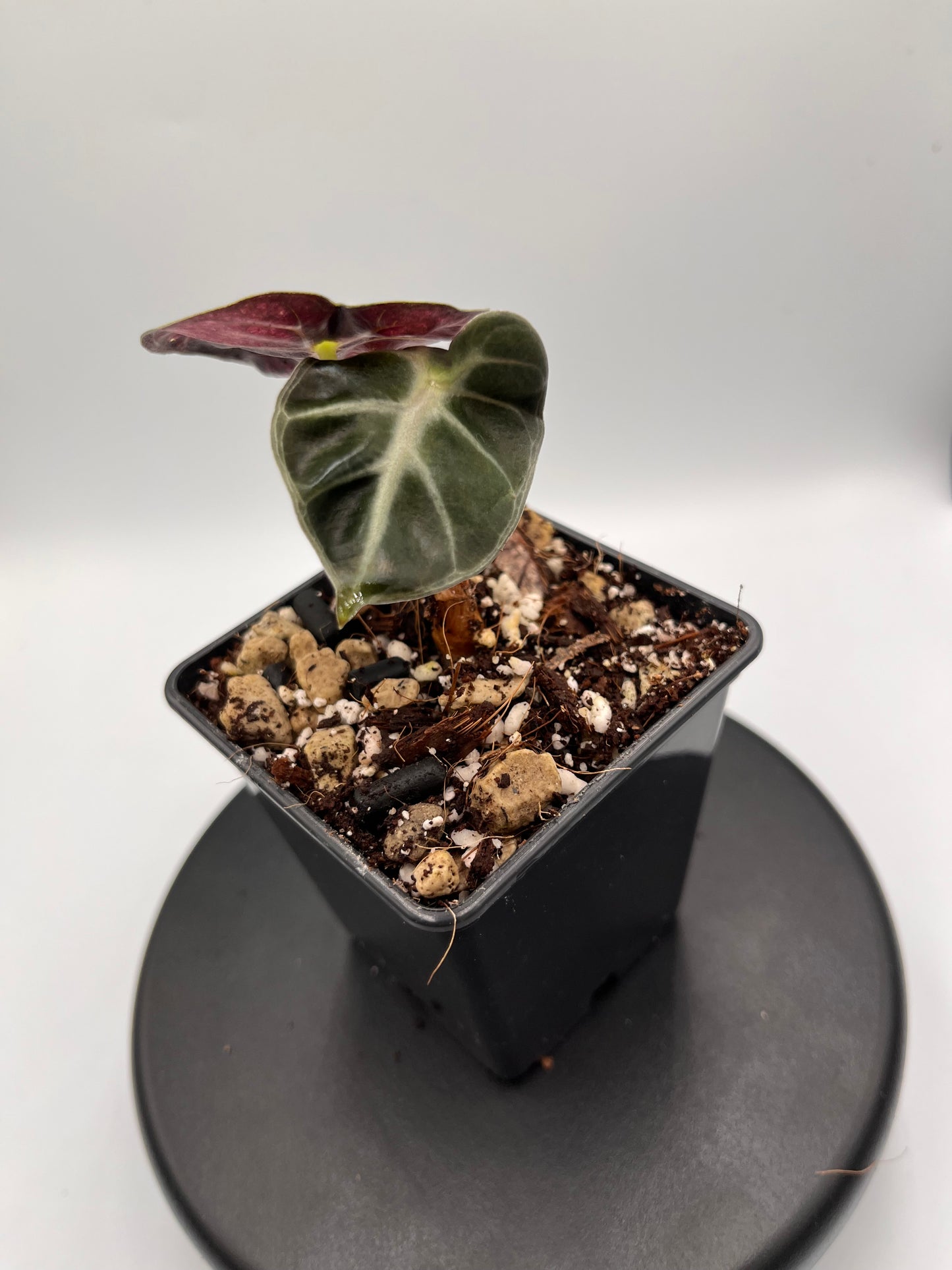 Alocasia Balloon heart pink variegated #2