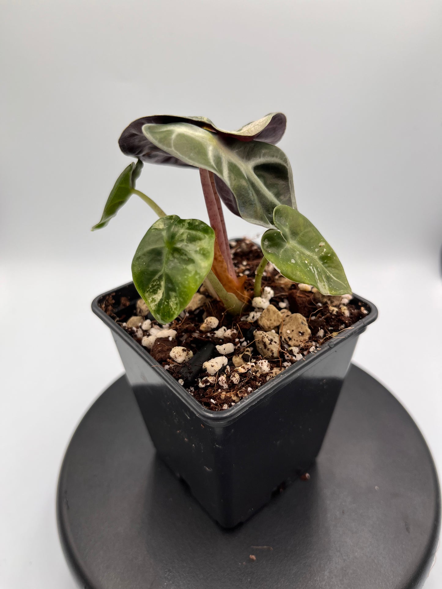 Alocasia Balloon heart pink variegated #5