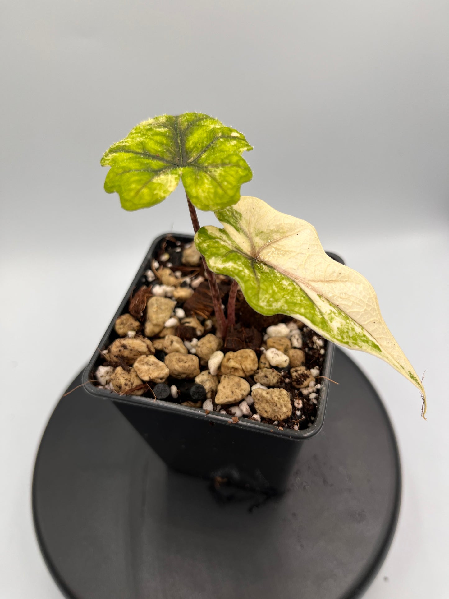 Alocasia Tandurusa aurea variegated #3