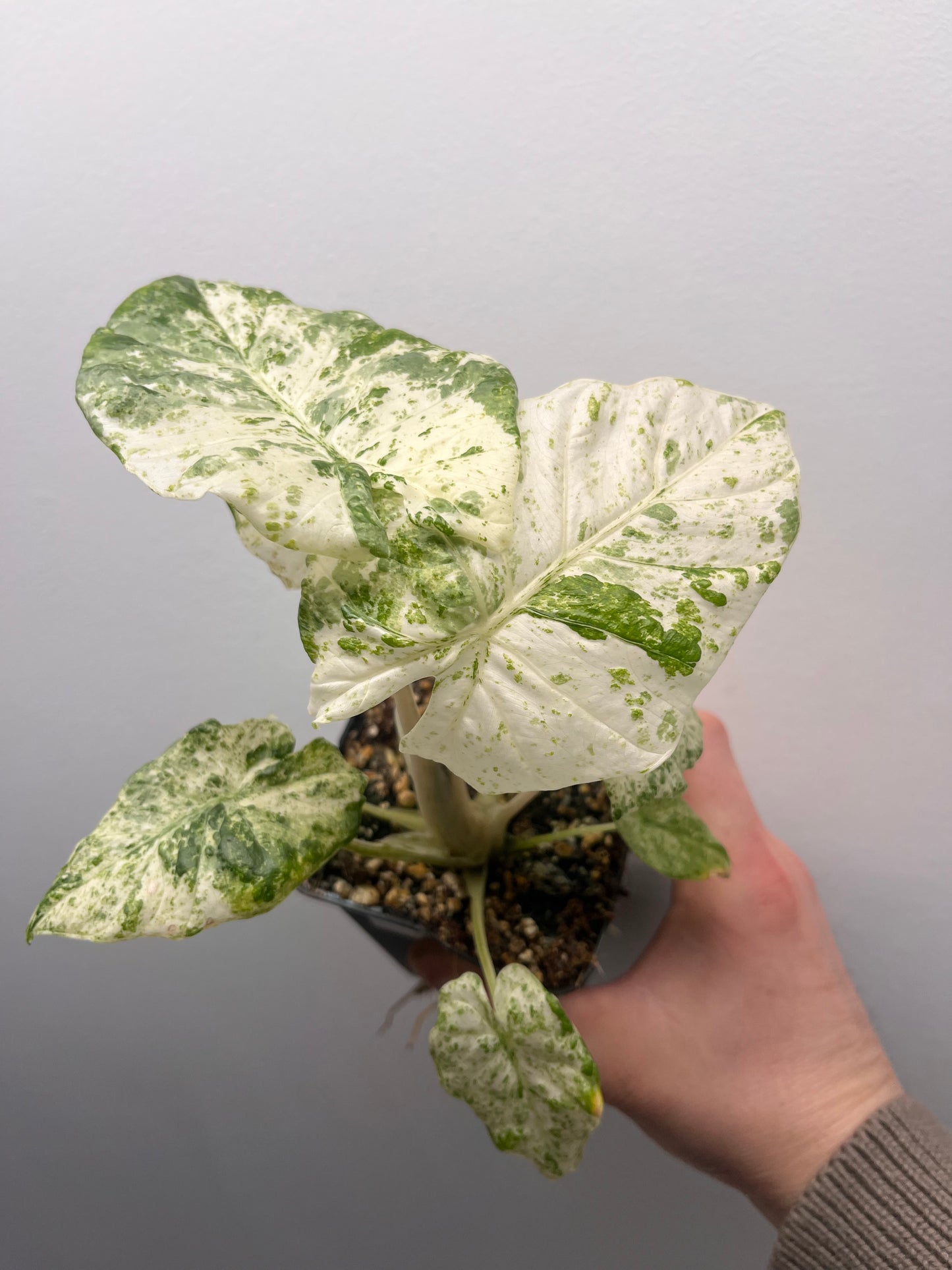 Alocasia Odora batik