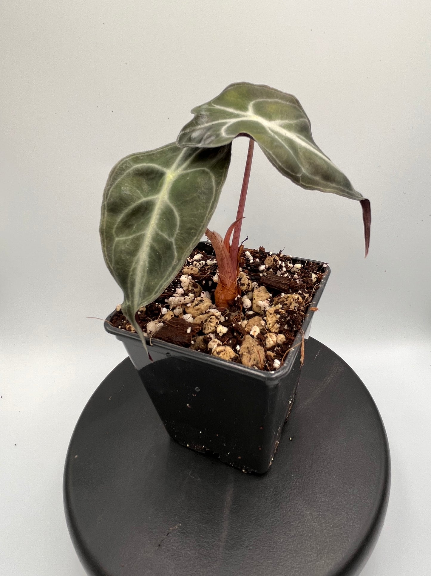 Alocasia Venom