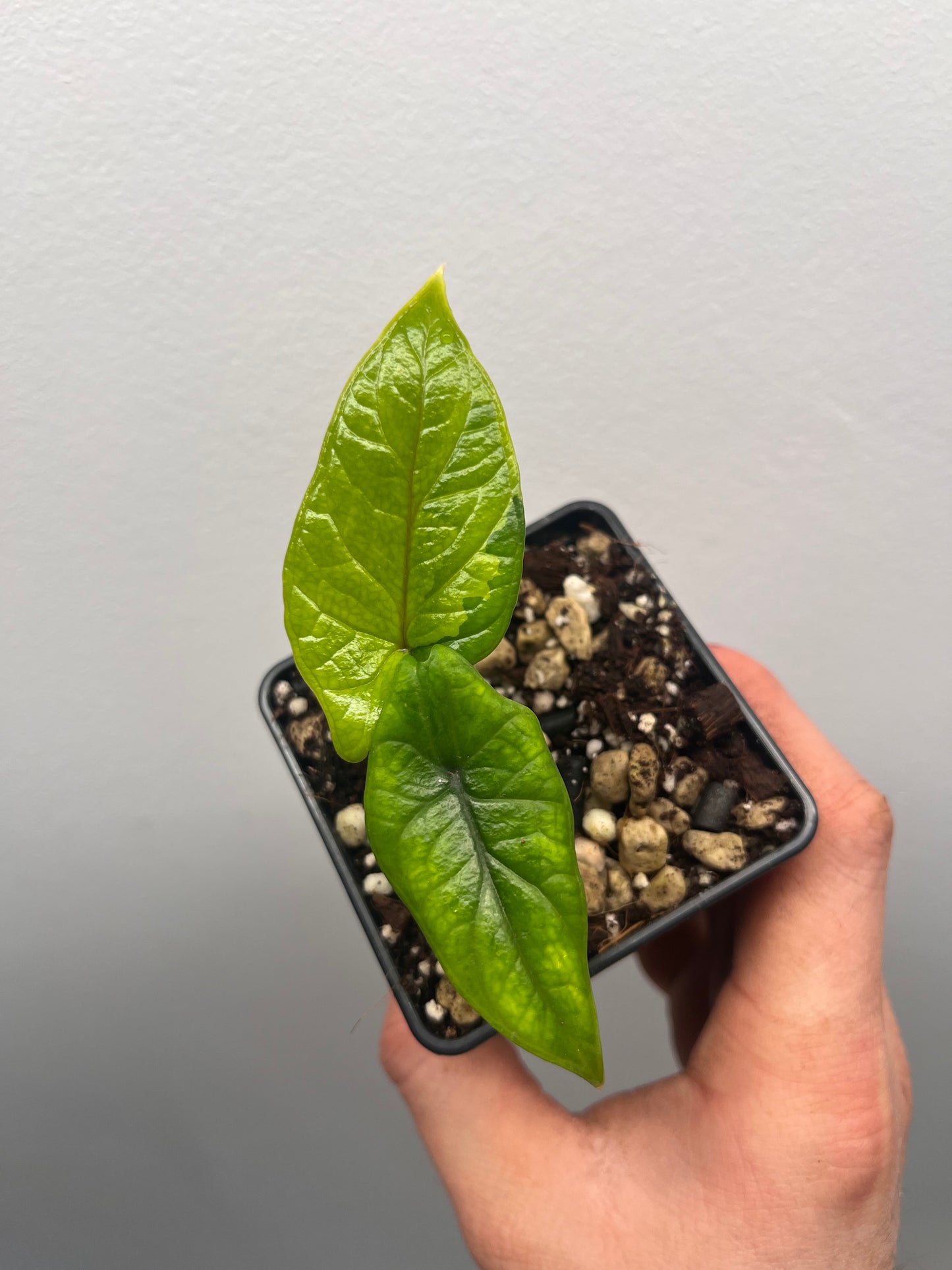 Alocasia Scalprum aurea variegated #1