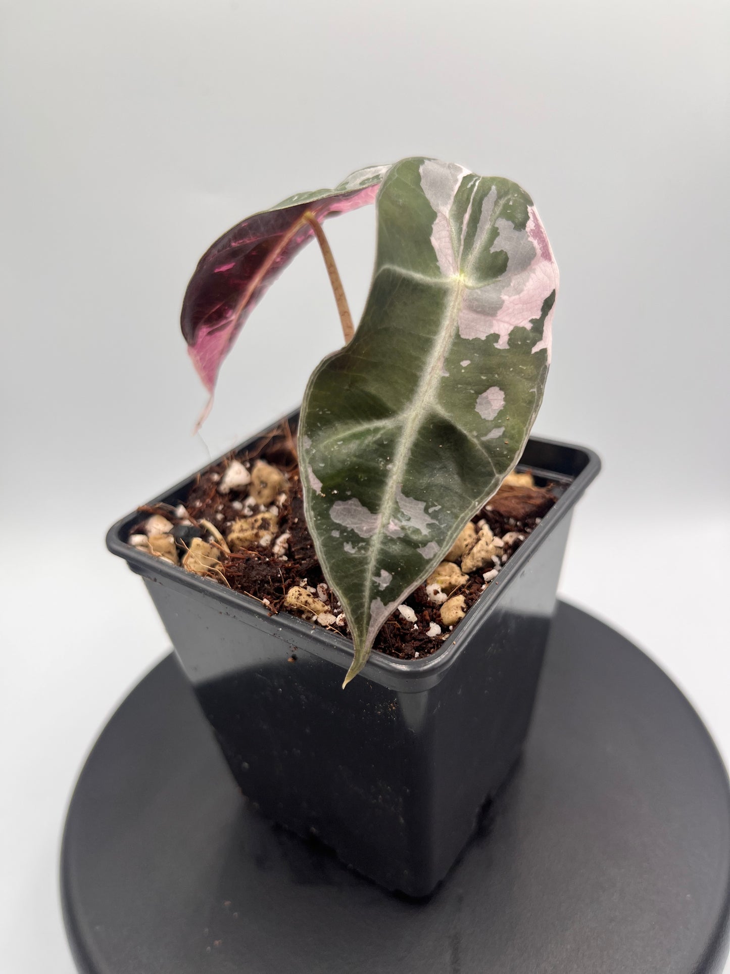 Alocasia Polly pink variegated #2