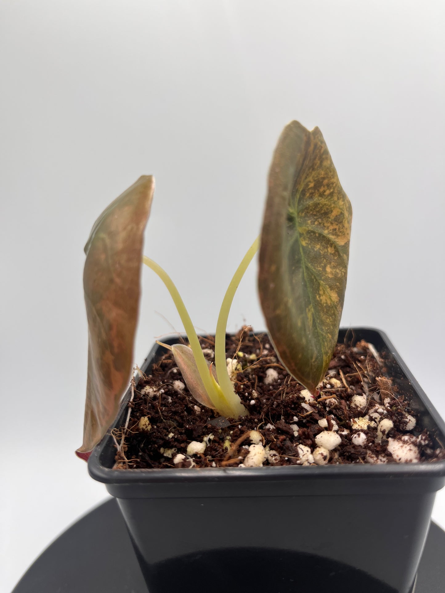 Alocasia Cuprea latte gold aurea variegated #1