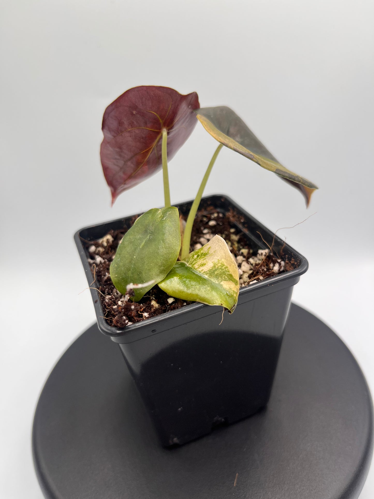 Alocasia Cuprea latte gold aurea half moon variegated #3