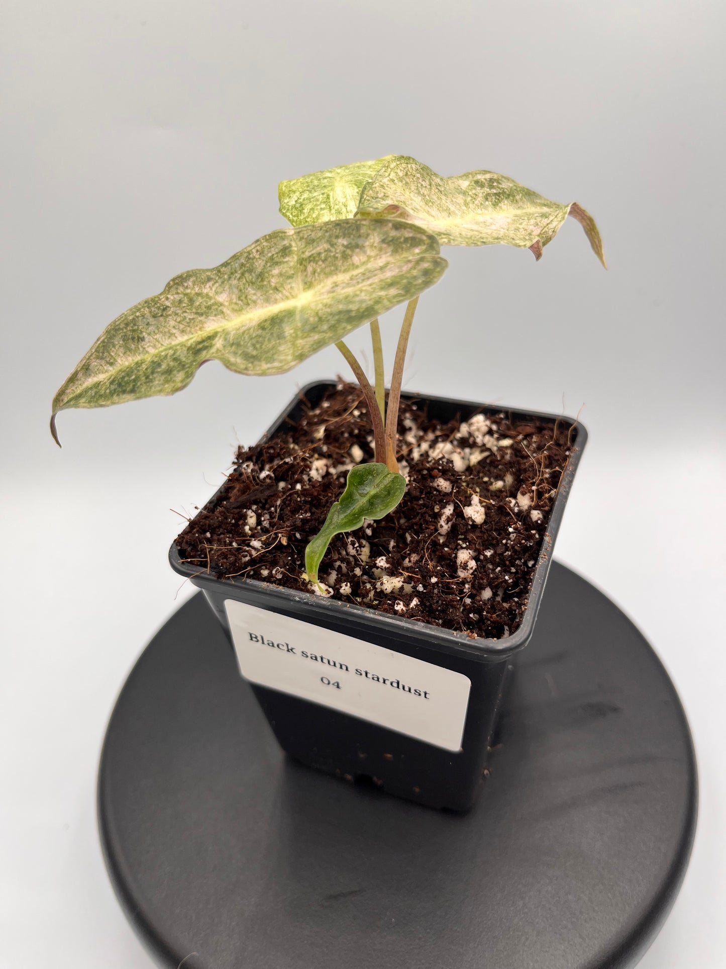 Alocasia Black Satun stardust variegated #4