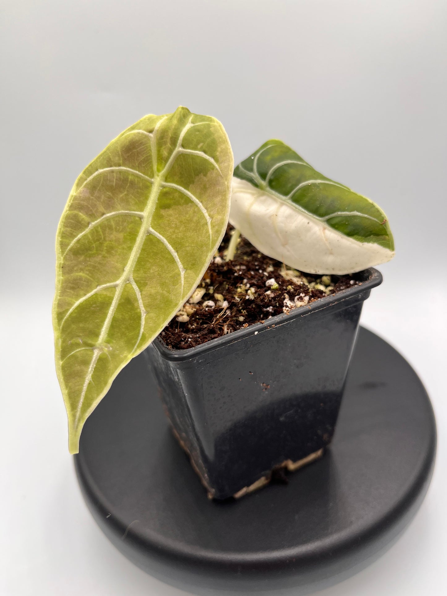 Alocasia Watsoniana albo / pink variegated #1