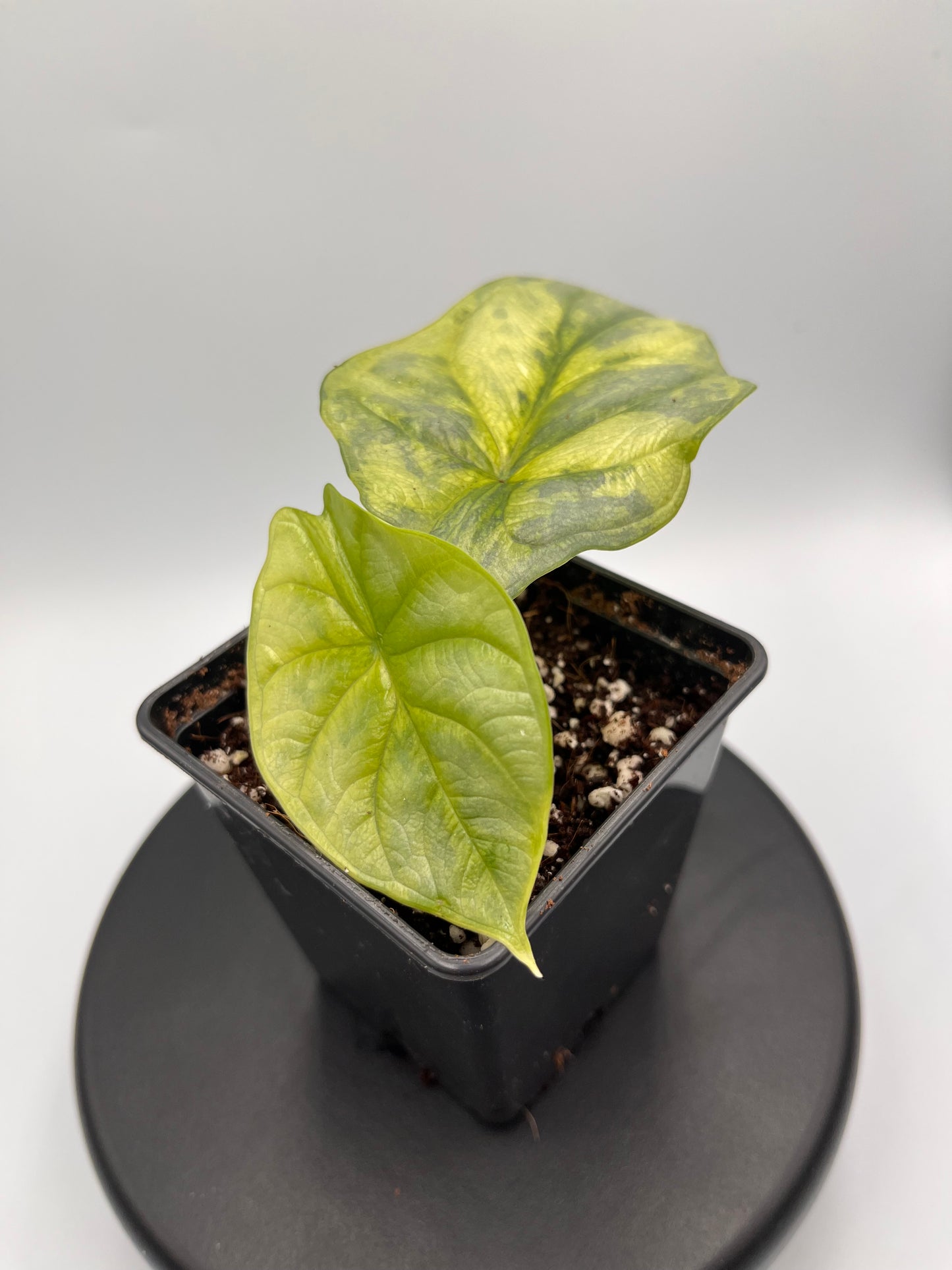 Alocasia Silver dragon aurea variegated #1