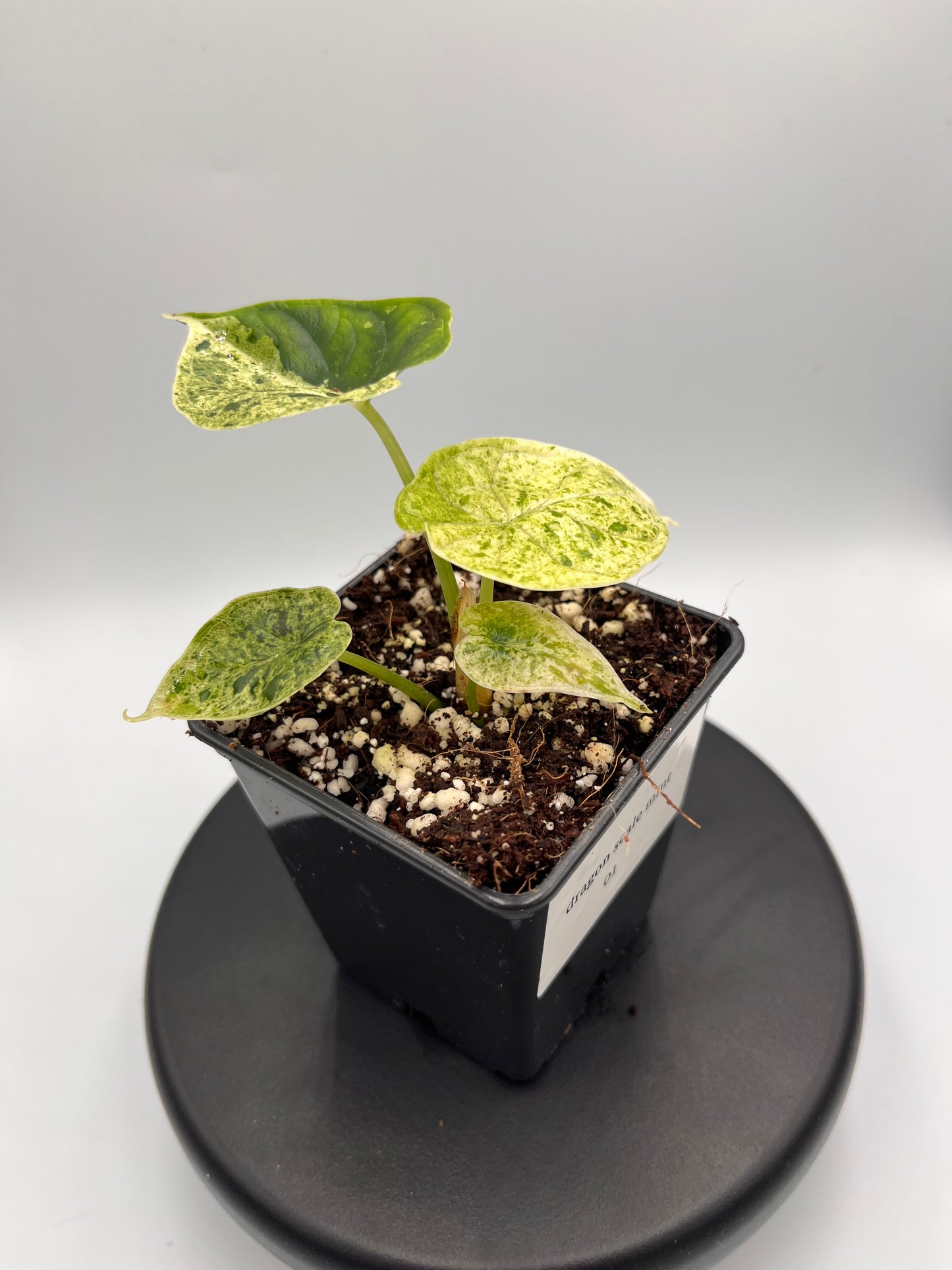 Alocasia Dragon scale mint variegated #1