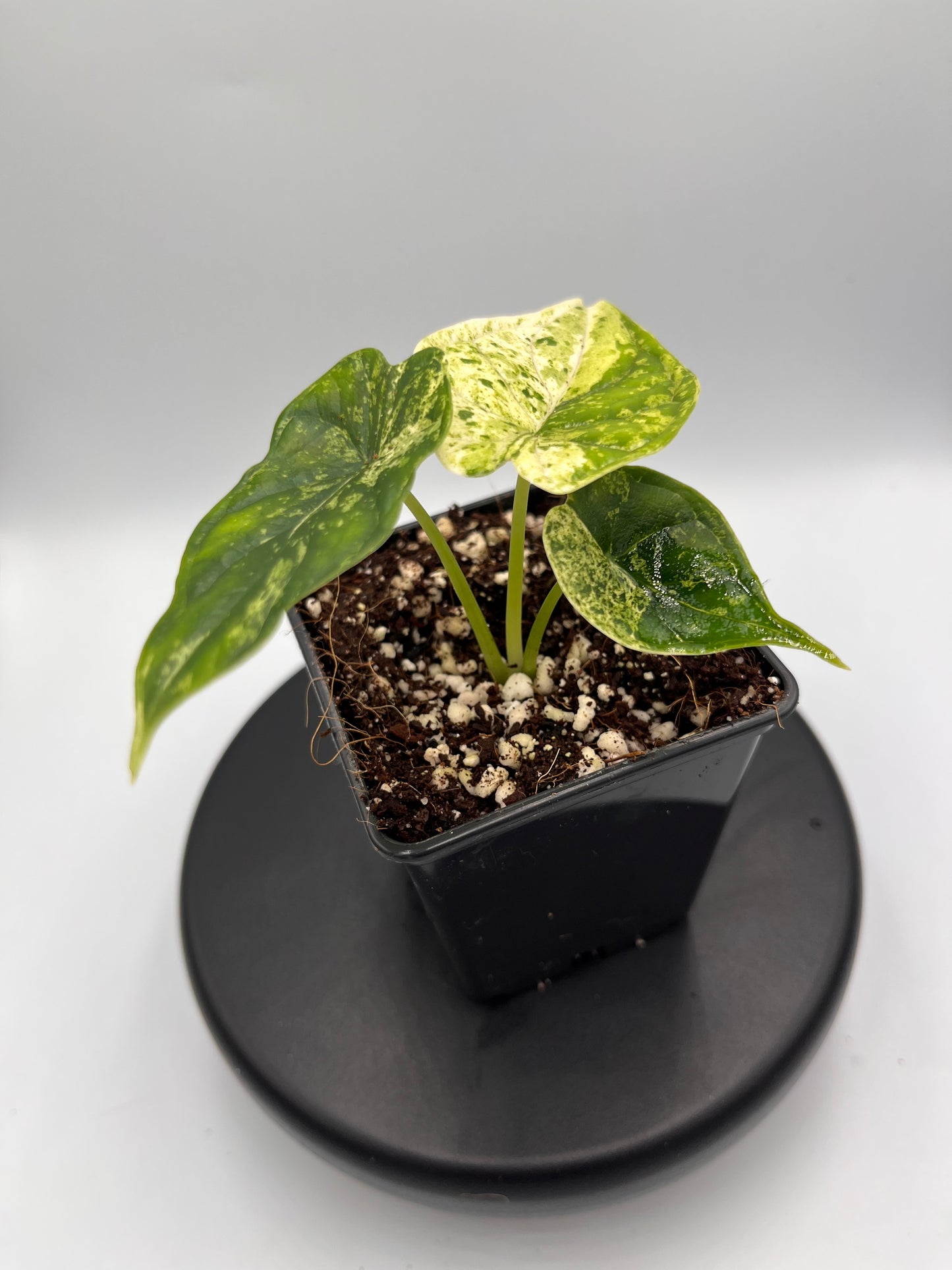 Alocasia Dragon scale mint variegated #4