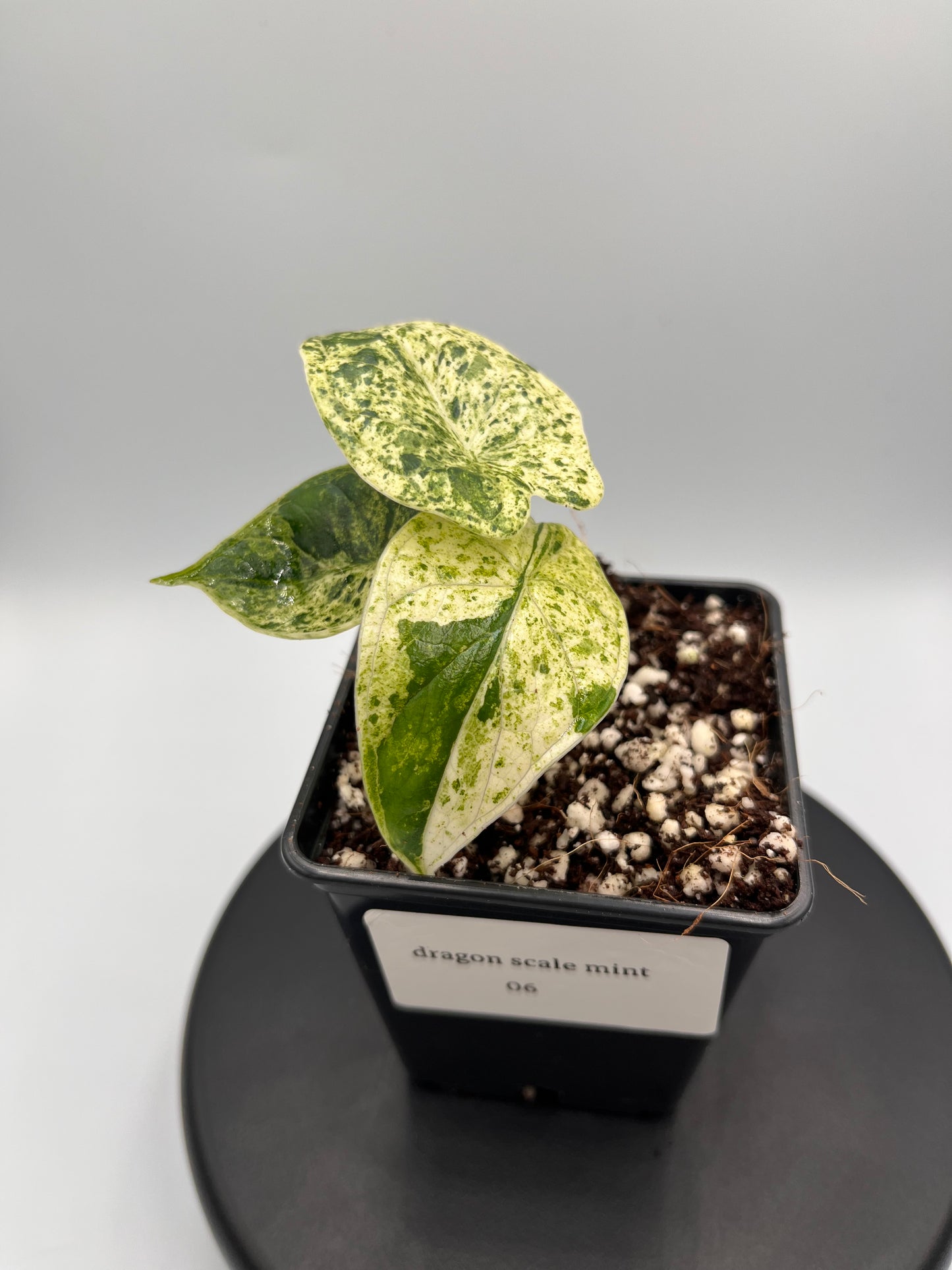 Alocasia Dragon scale mint variegated #6