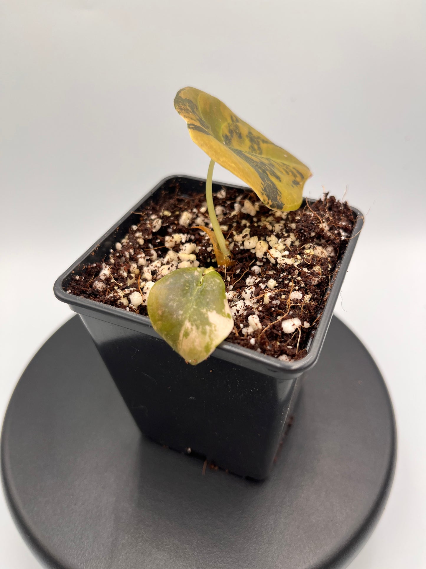 Alocasia Cuprea latte gold aurea variegated #4