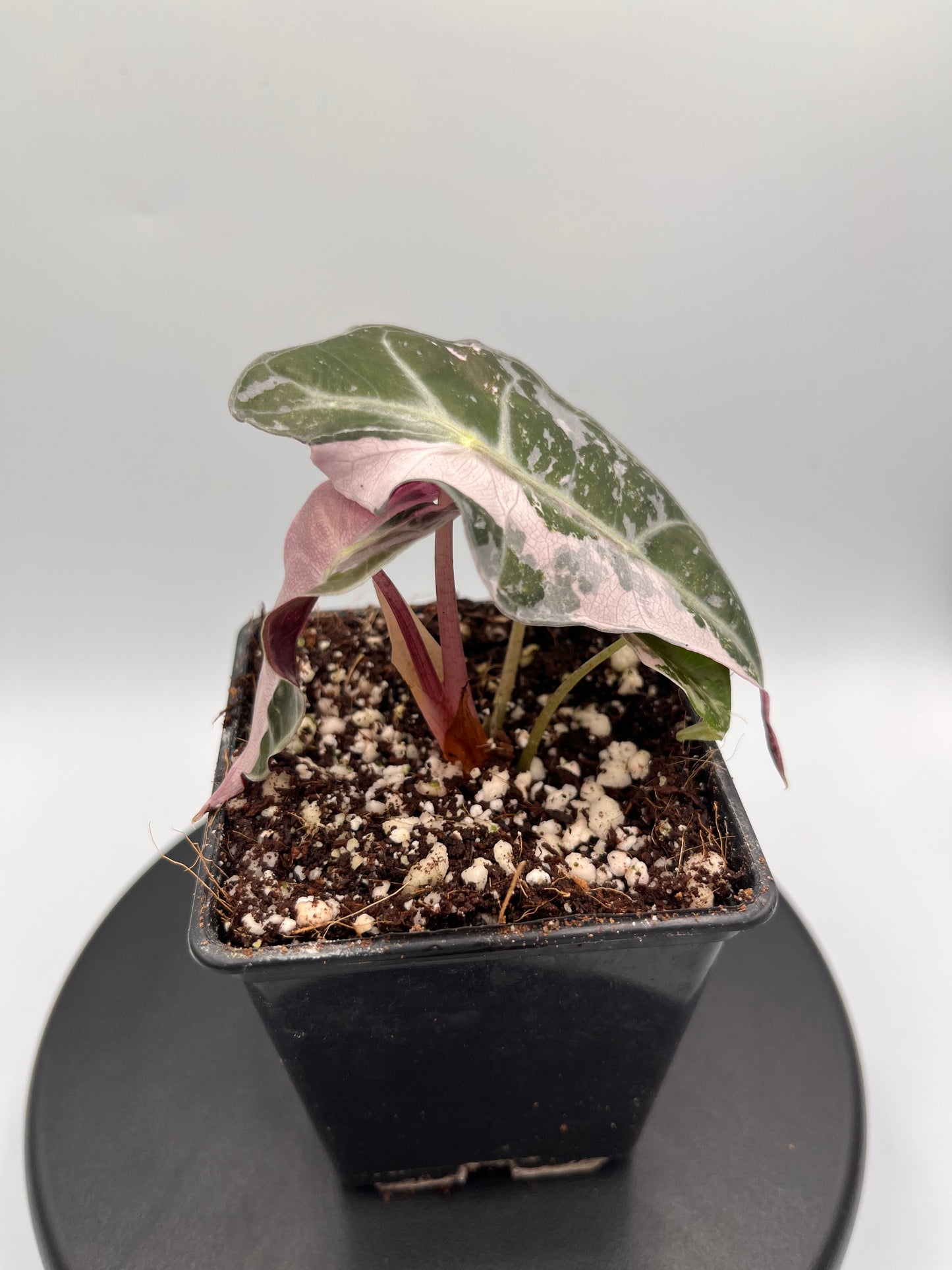 Alocasia Polly pink variegated #3