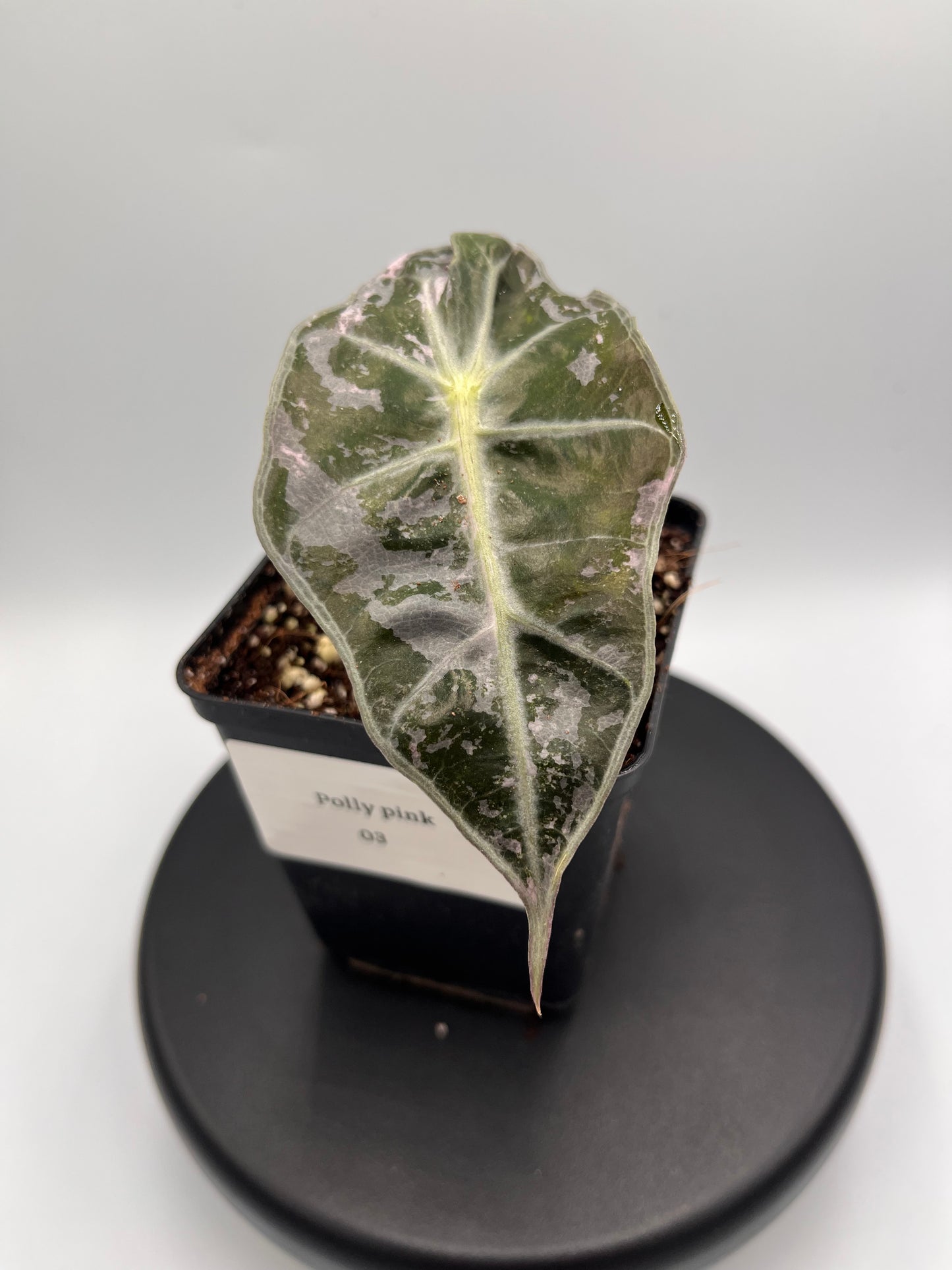 Alocasia Polly pink variegated #5