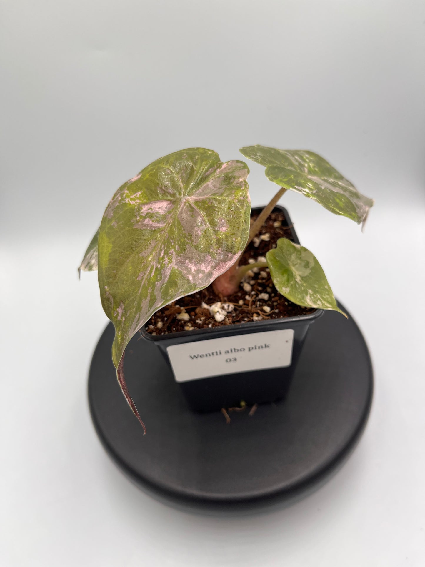 Alocasia Wentii albo / pink variegated