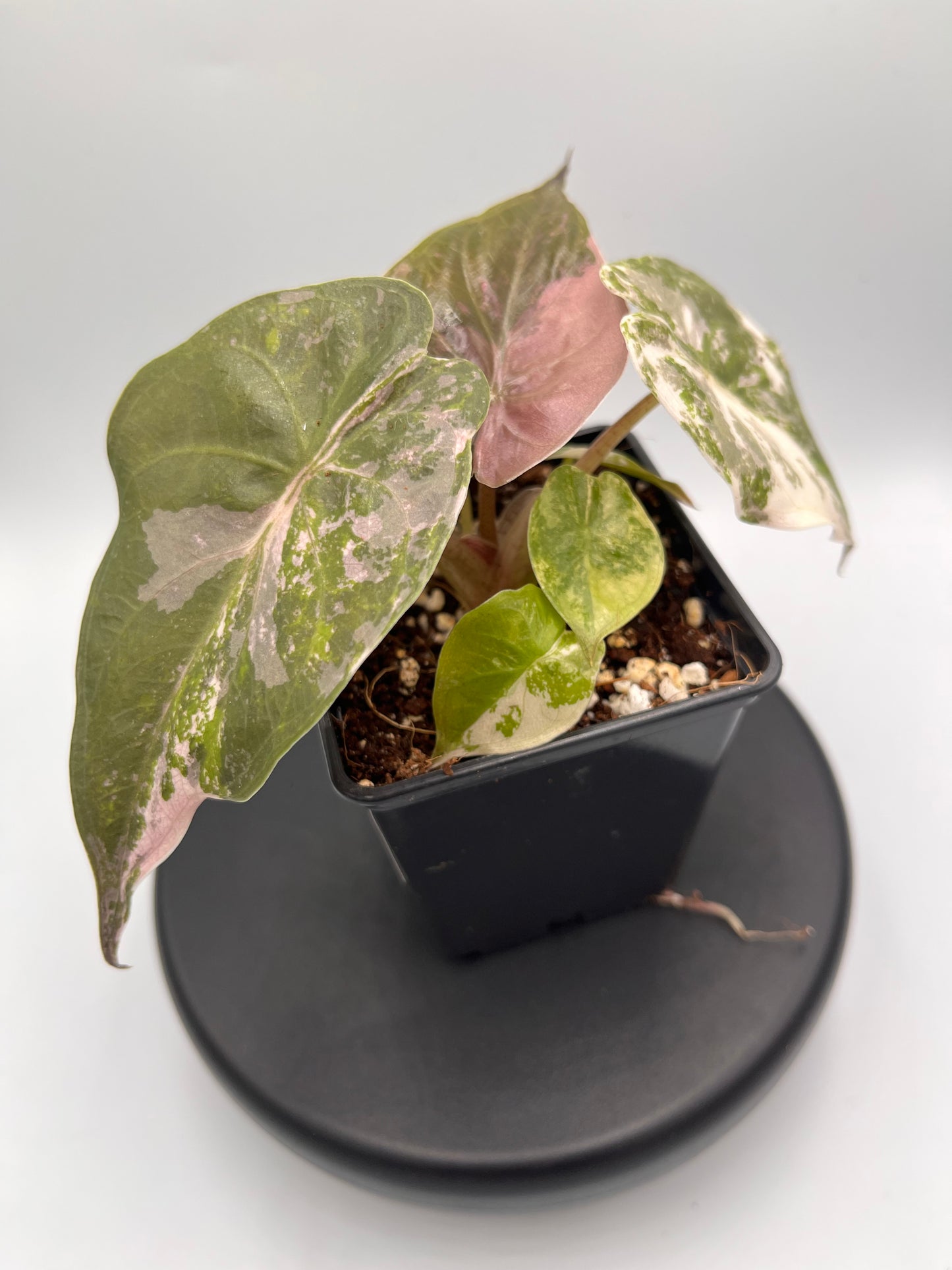 Alocasia Wentii albo / pink variegated